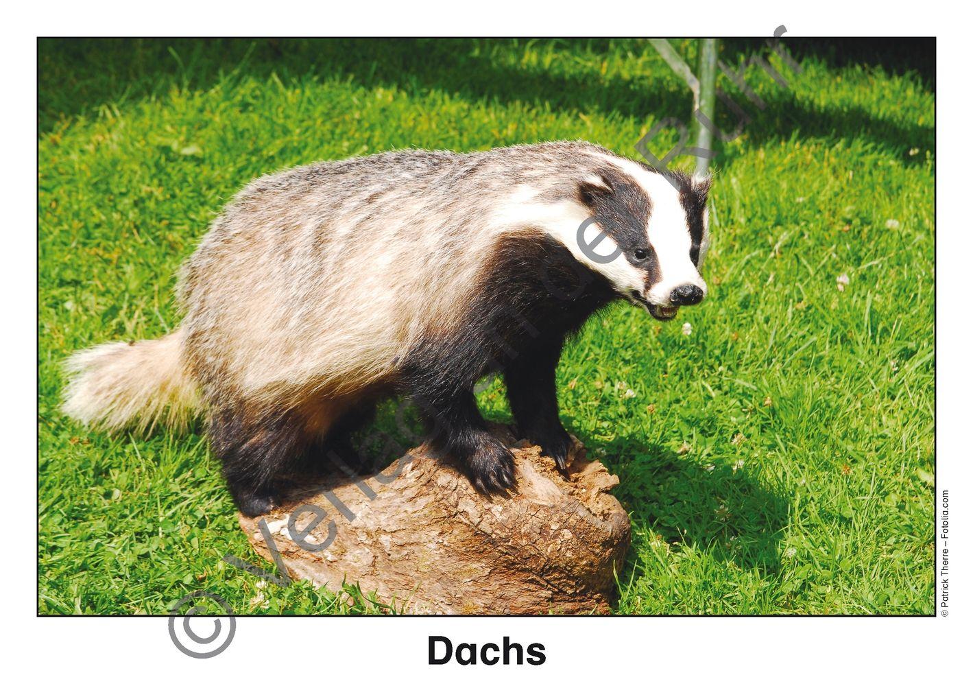Beispielinhalt (Bild) Waldtiere - Fotokarten mit Sachinfos