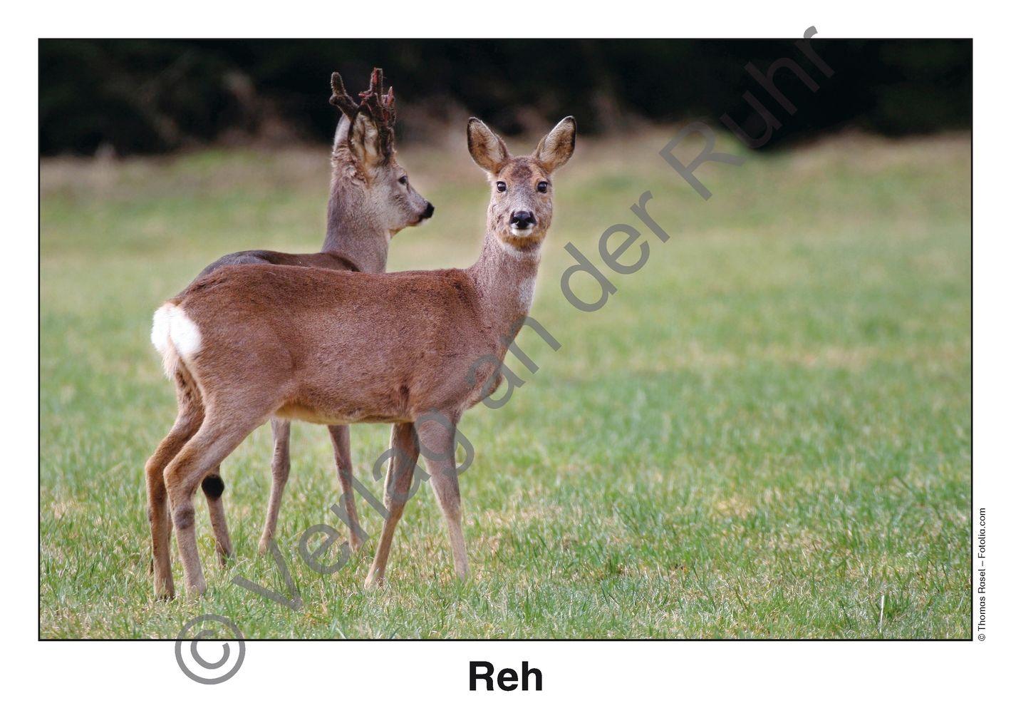 Beispielinhalt (Bild) Waldtiere - Fotokarten mit Sachinfos