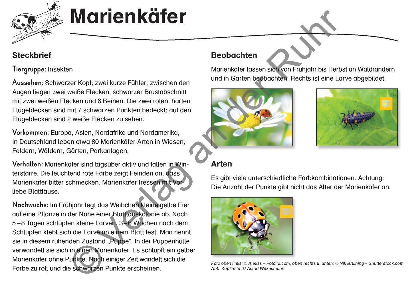 Beispielinhalt (Bild) Feld- und Wiesentiere - Fotokarten mit Sachinfos