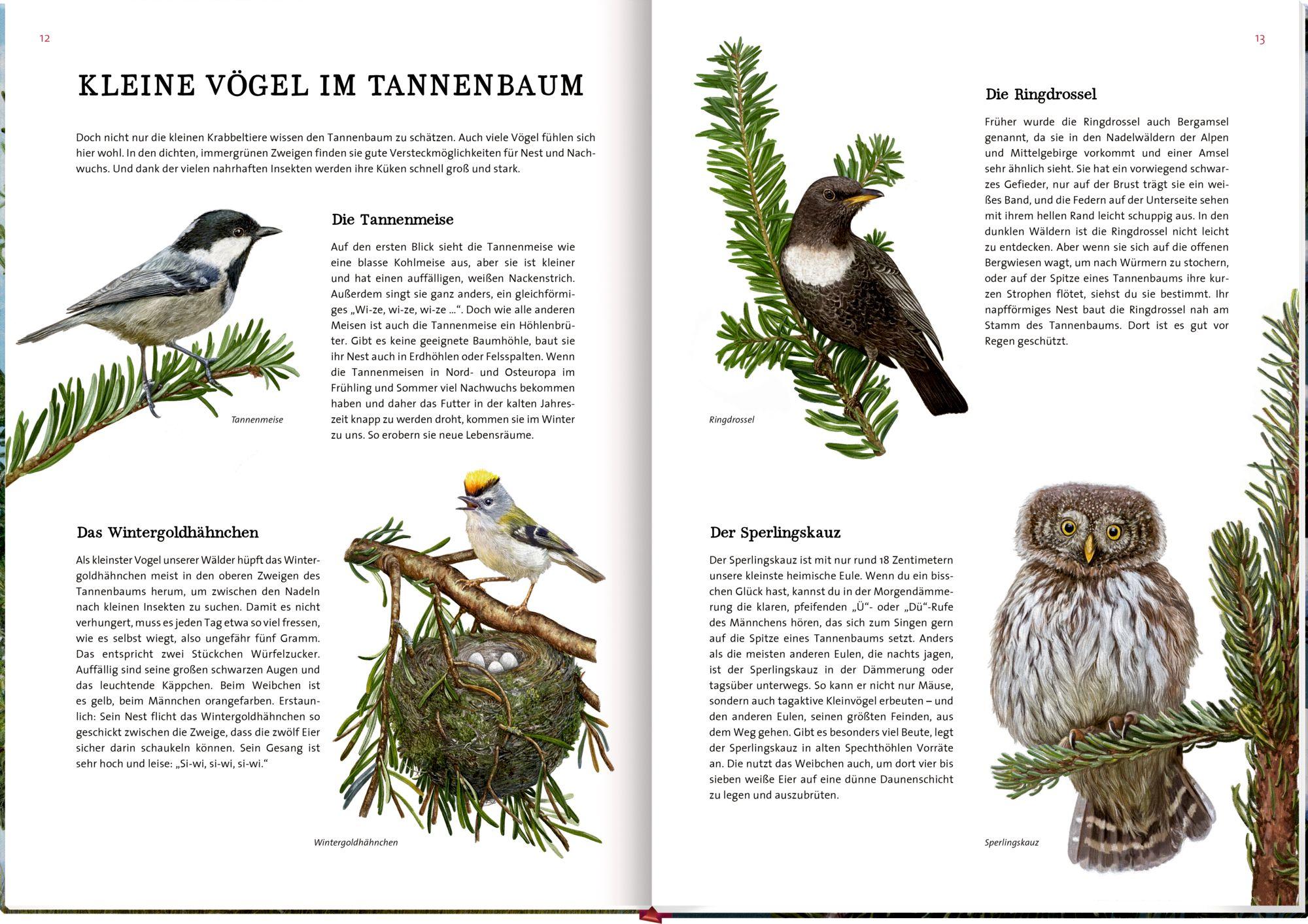 Beispielinhalt (Bild) Das große Buch vom Tannenbaum