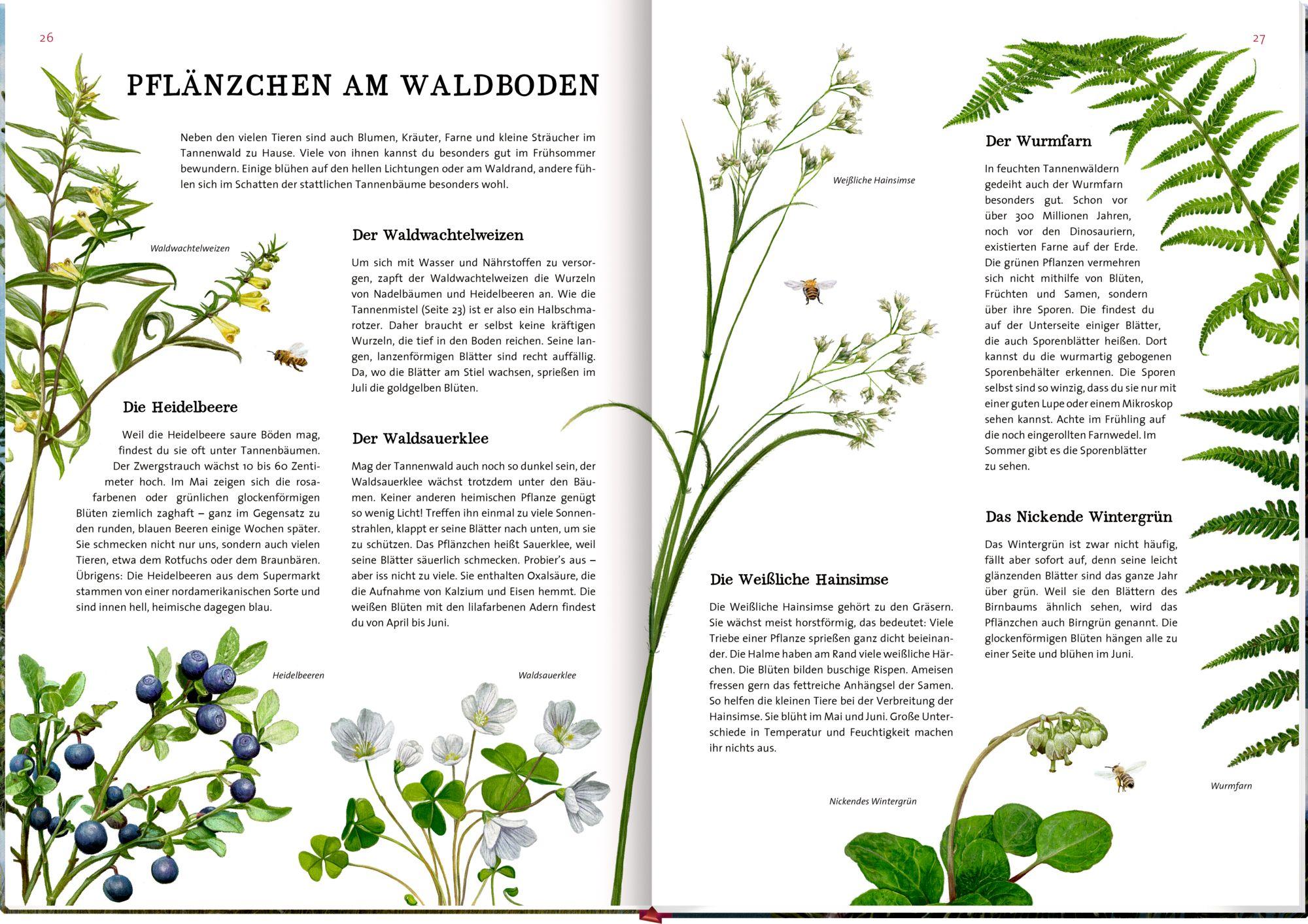 Beispielinhalt (Bild) Das große Buch vom Tannenbaum