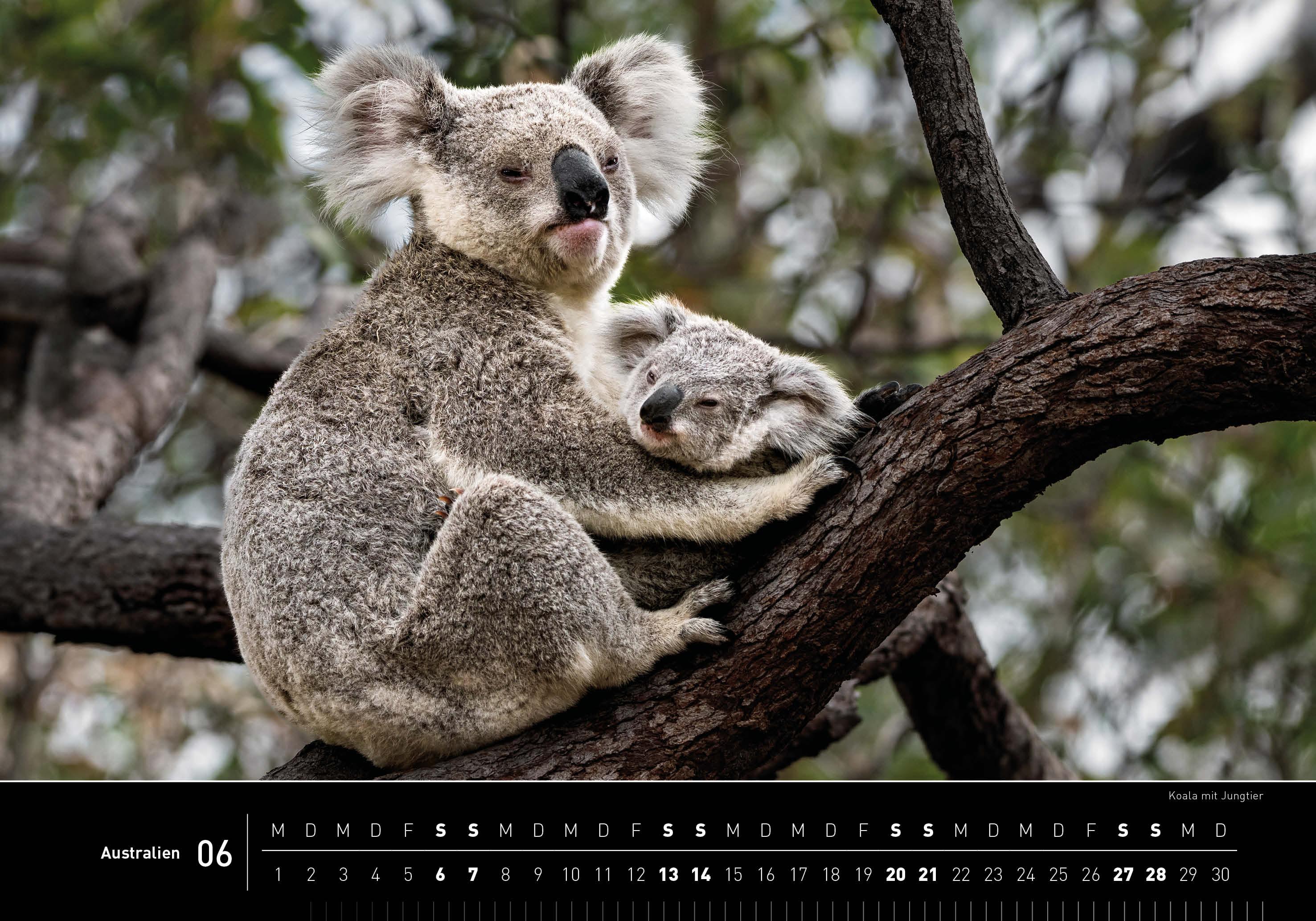 Beispielinhalt (Bild) Australien Premiumkalender 2026