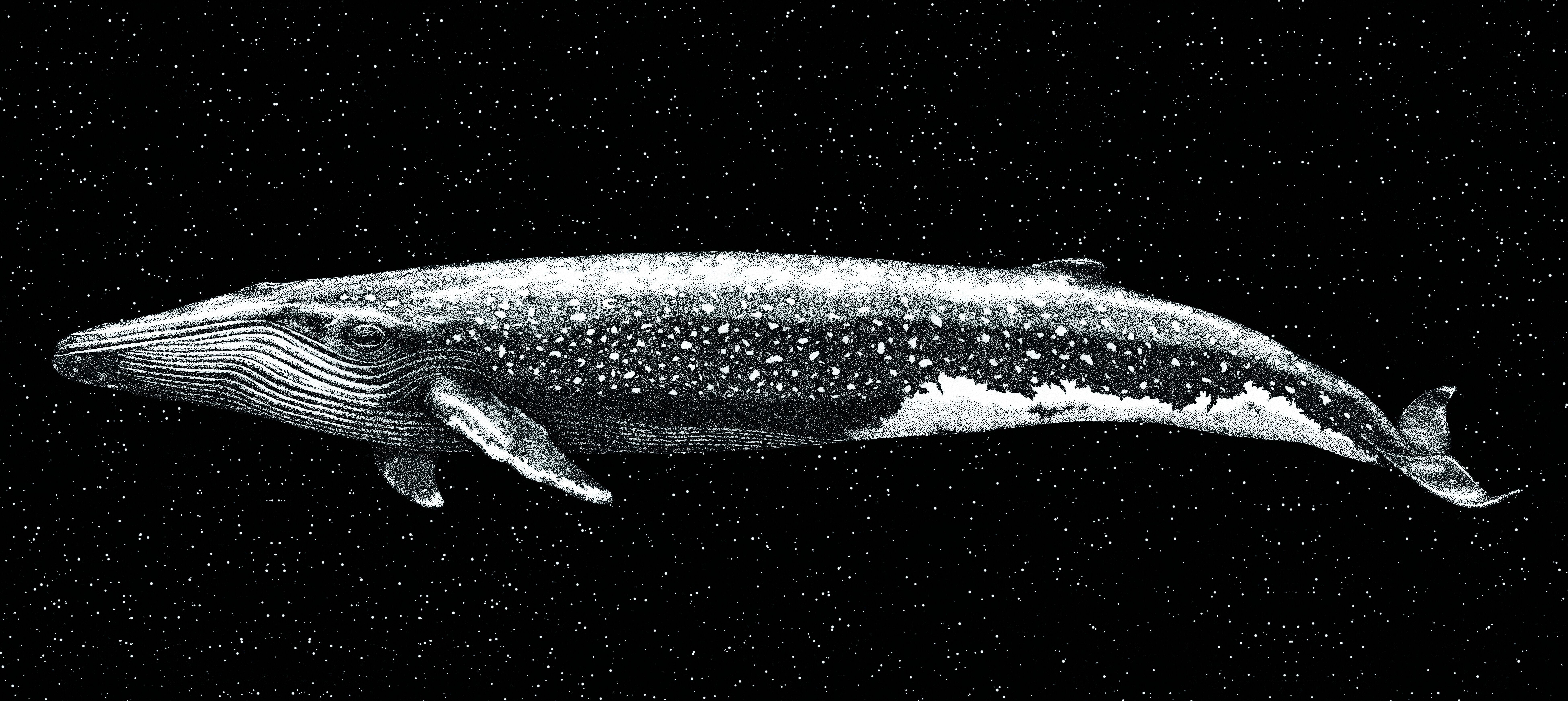 Beispielinhalt (Bild) Faszination Wale - Die Giganten unserer Zeit