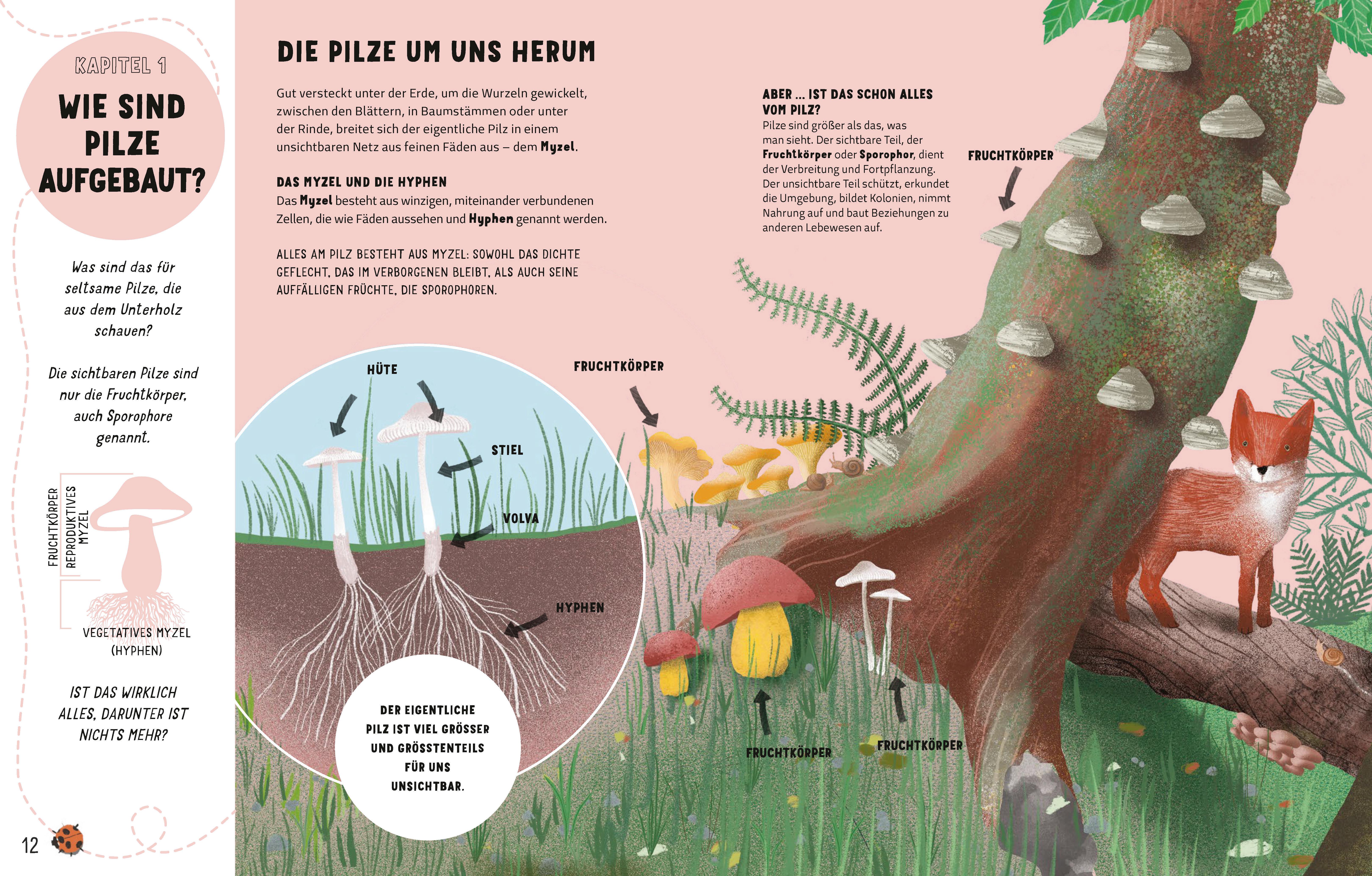 Beispielinhalt (Bild) Die Geheimnisse der Pilze