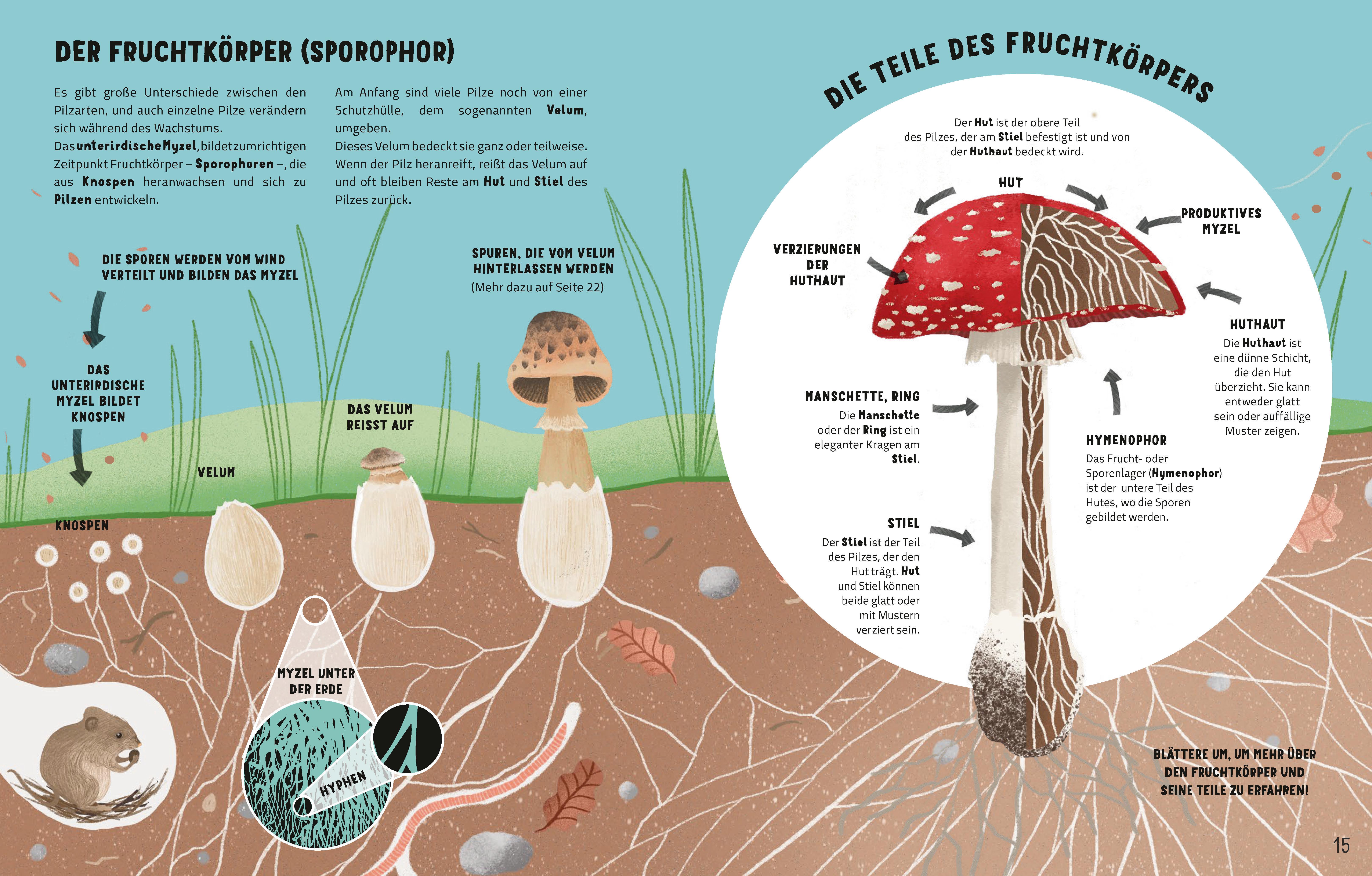 Beispielinhalt (Bild) Die Geheimnisse der Pilze