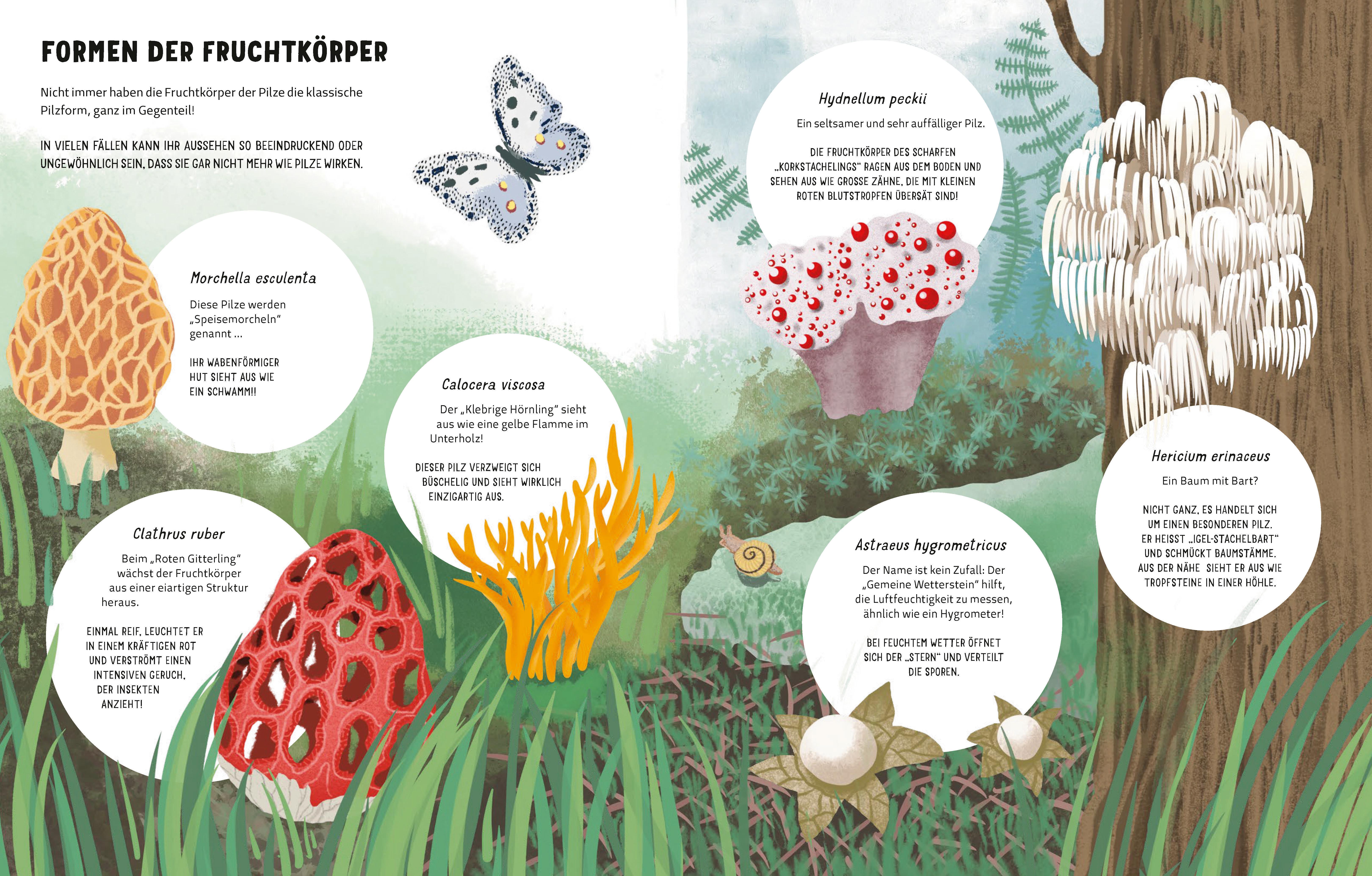 Beispielinhalt (Bild) Die Geheimnisse der Pilze