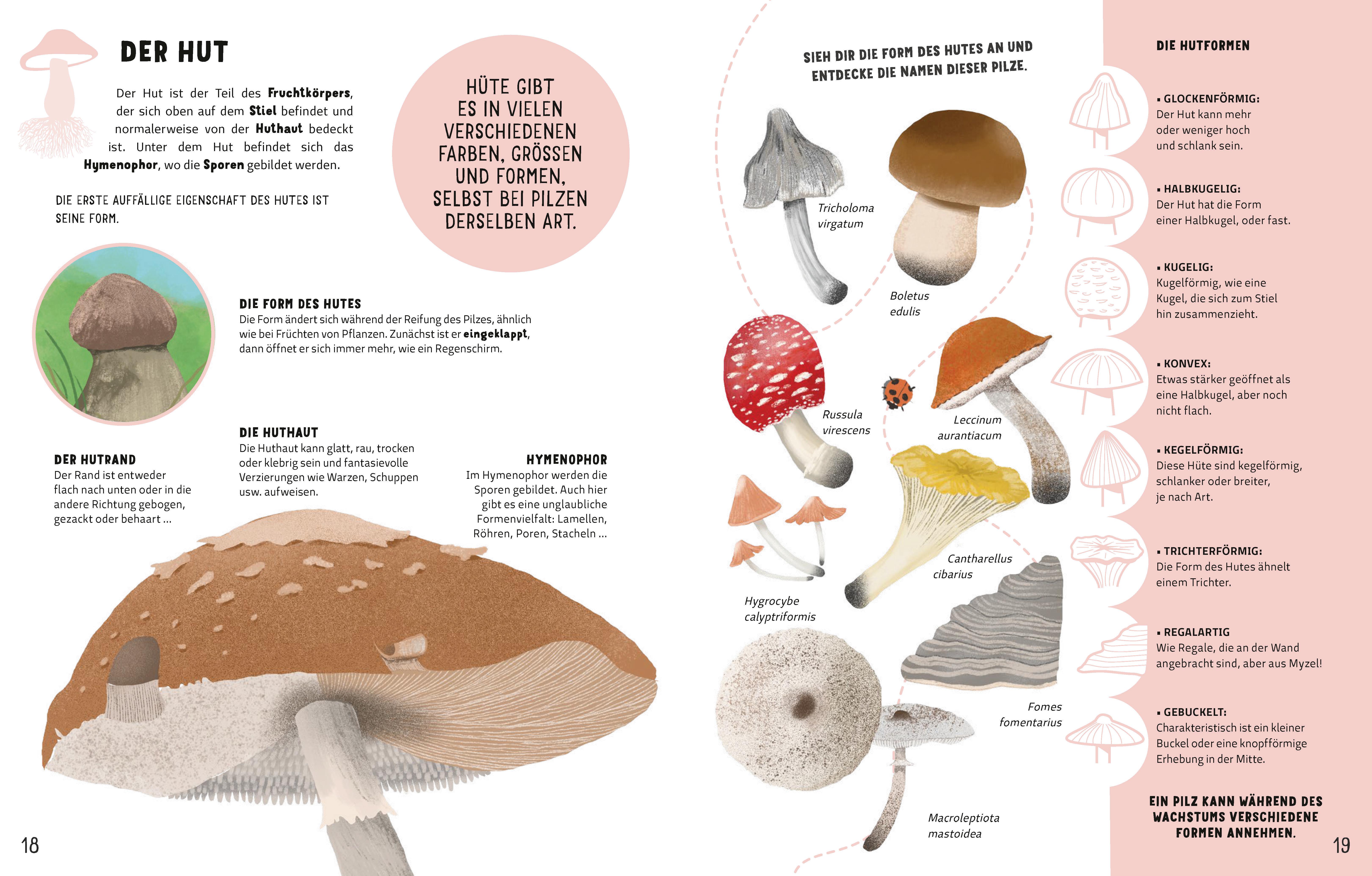 Beispielinhalt (Bild) Die Geheimnisse der Pilze