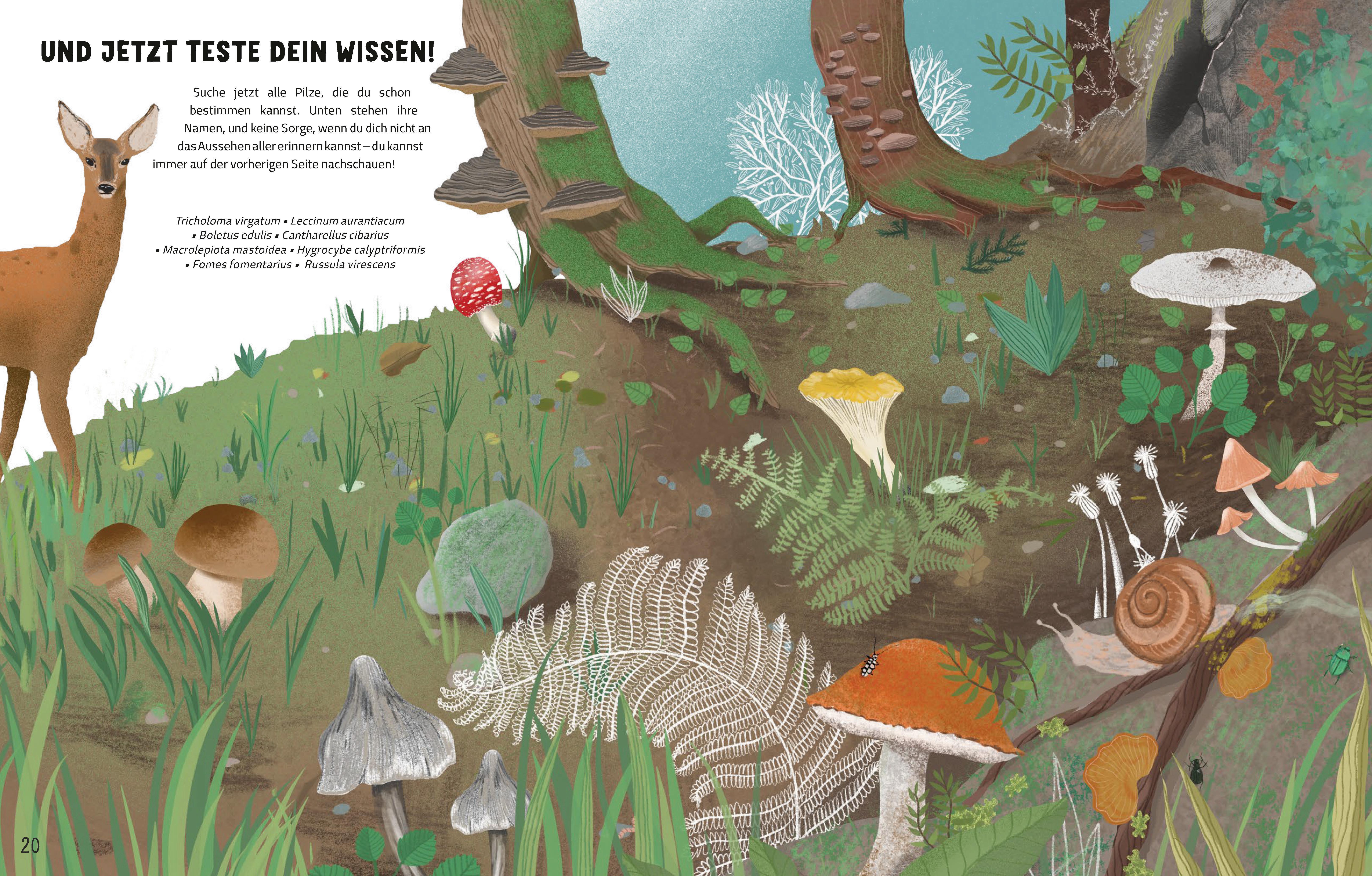 Beispielinhalt (Bild) Die Geheimnisse der Pilze