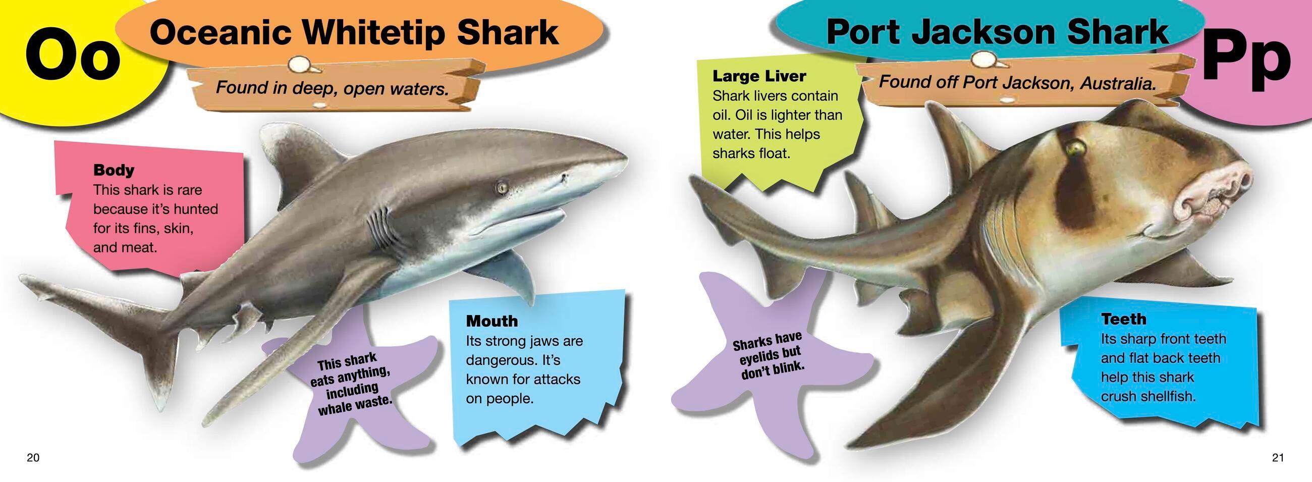 Beispielinhalt (Bild) A-Z of Sharks