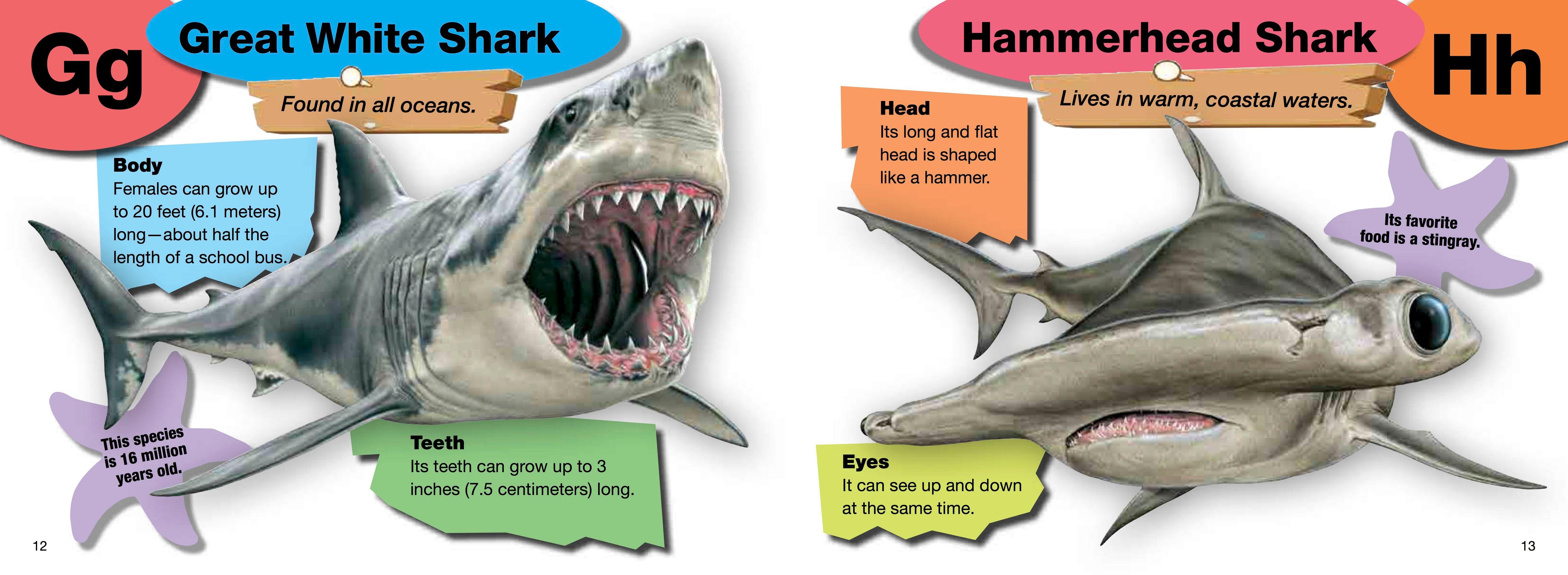 Beispielinhalt (Bild) A-Z of Sharks