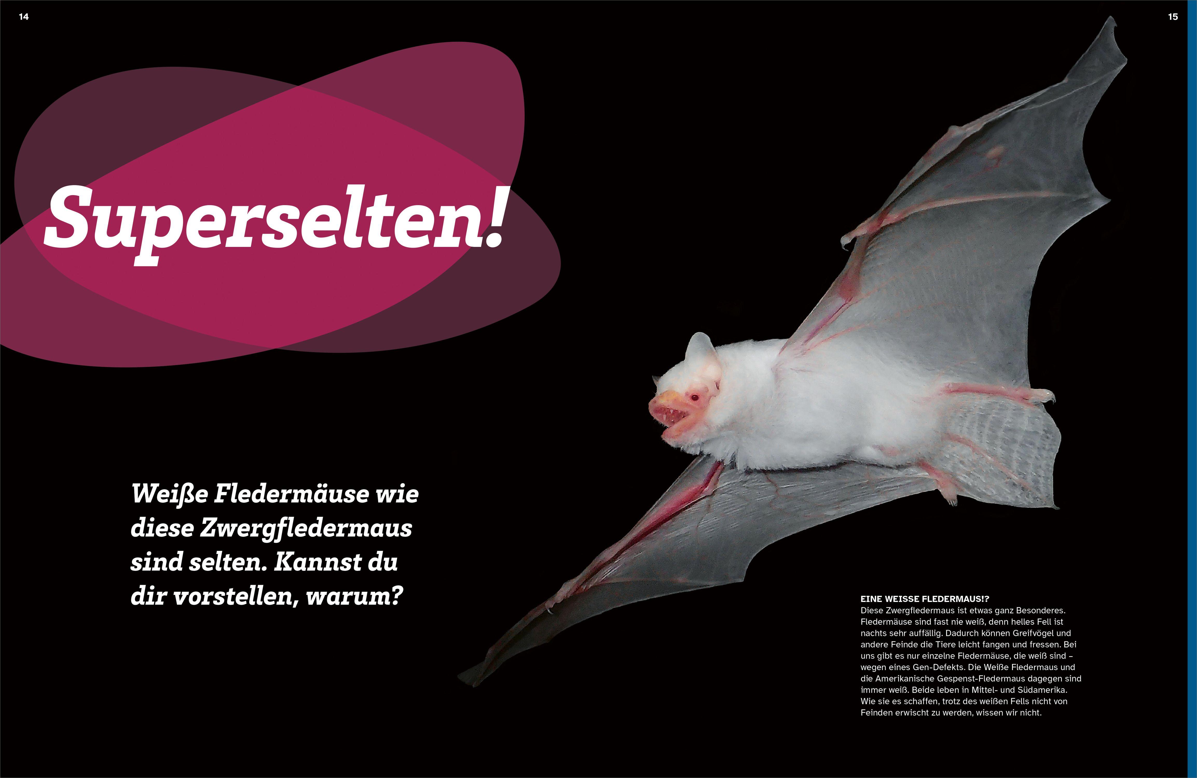 Beispielinhalt (Bild) WAS IST WAS Fledermäuse. Flink durch die Nacht