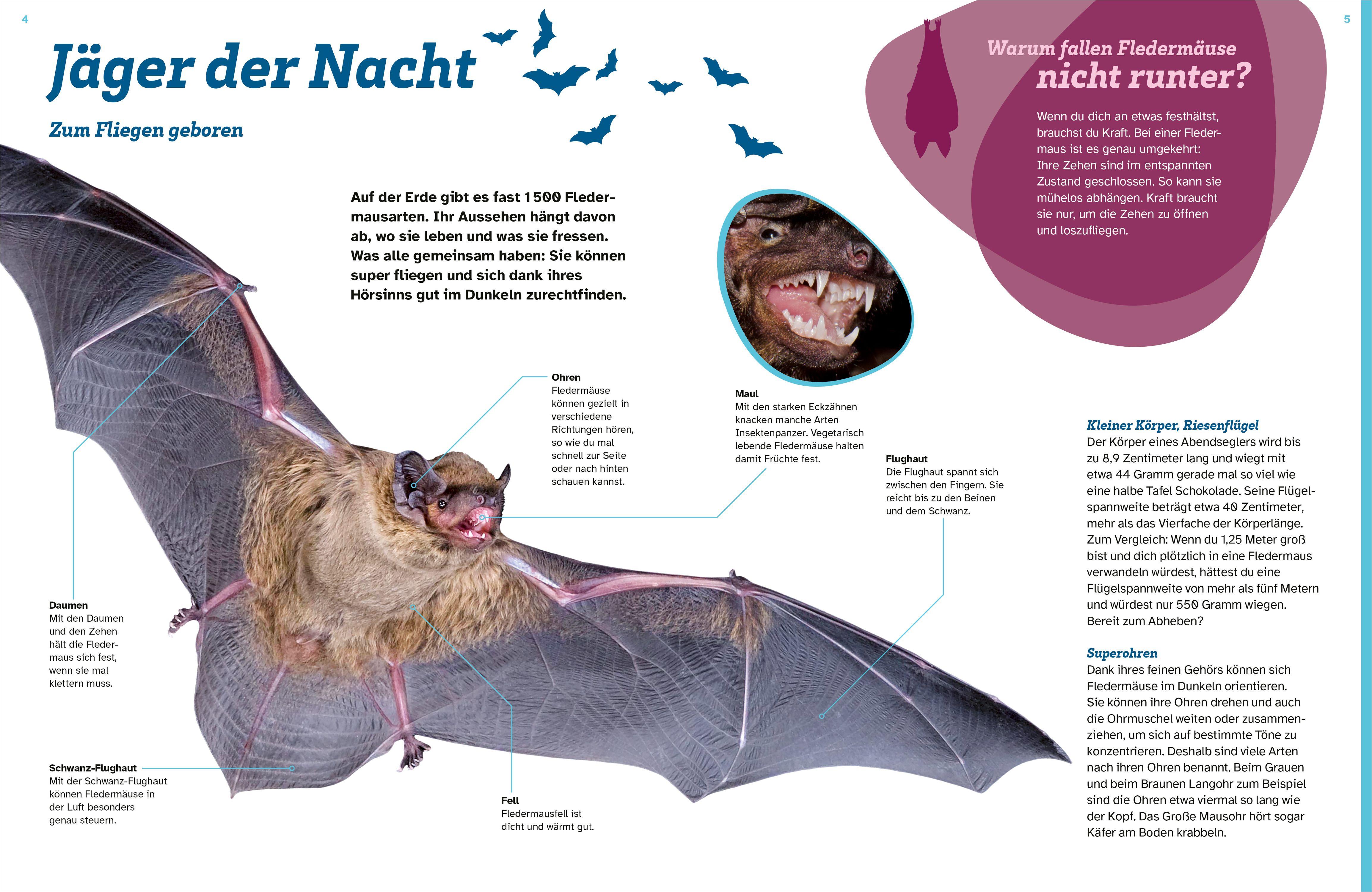 Beispielinhalt (Bild) WAS IST WAS Fledermäuse. Flink durch die Nacht