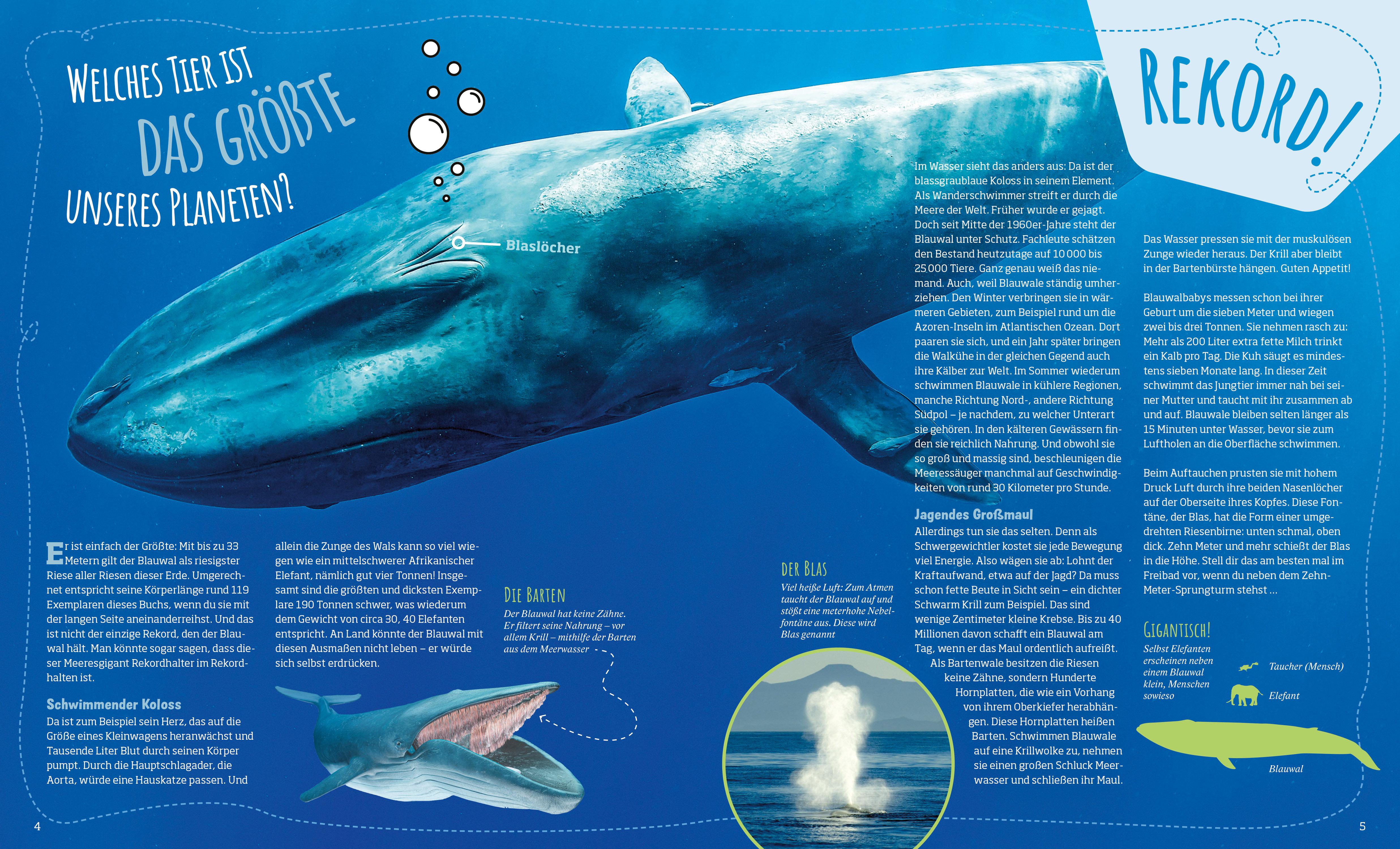 Beispielinhalt (Bild) Das große WAS IST WAS Antwortbuch Tierwelt