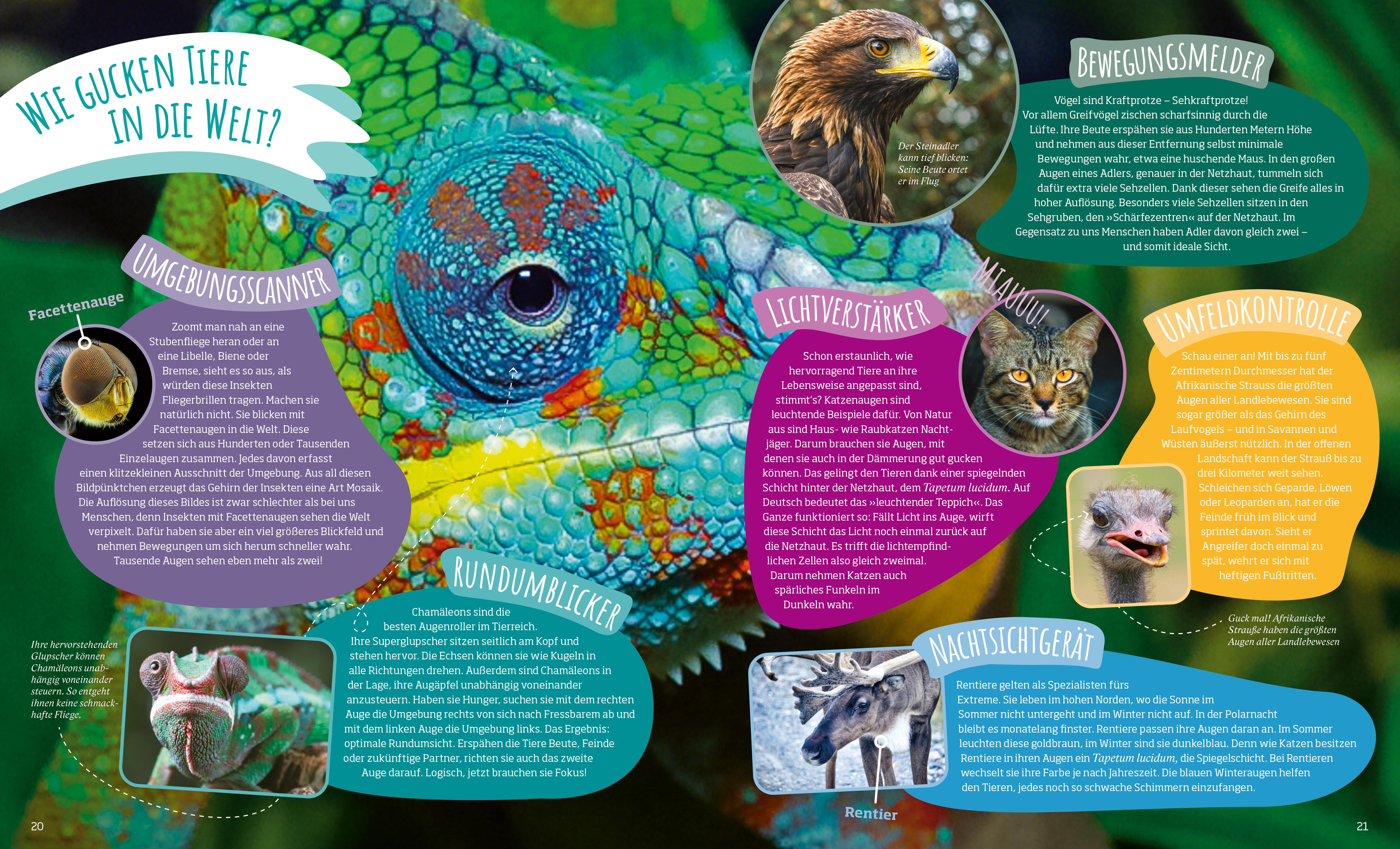 Beispielinhalt (Bild) Das große WAS IST WAS Antwortbuch Tierwelt