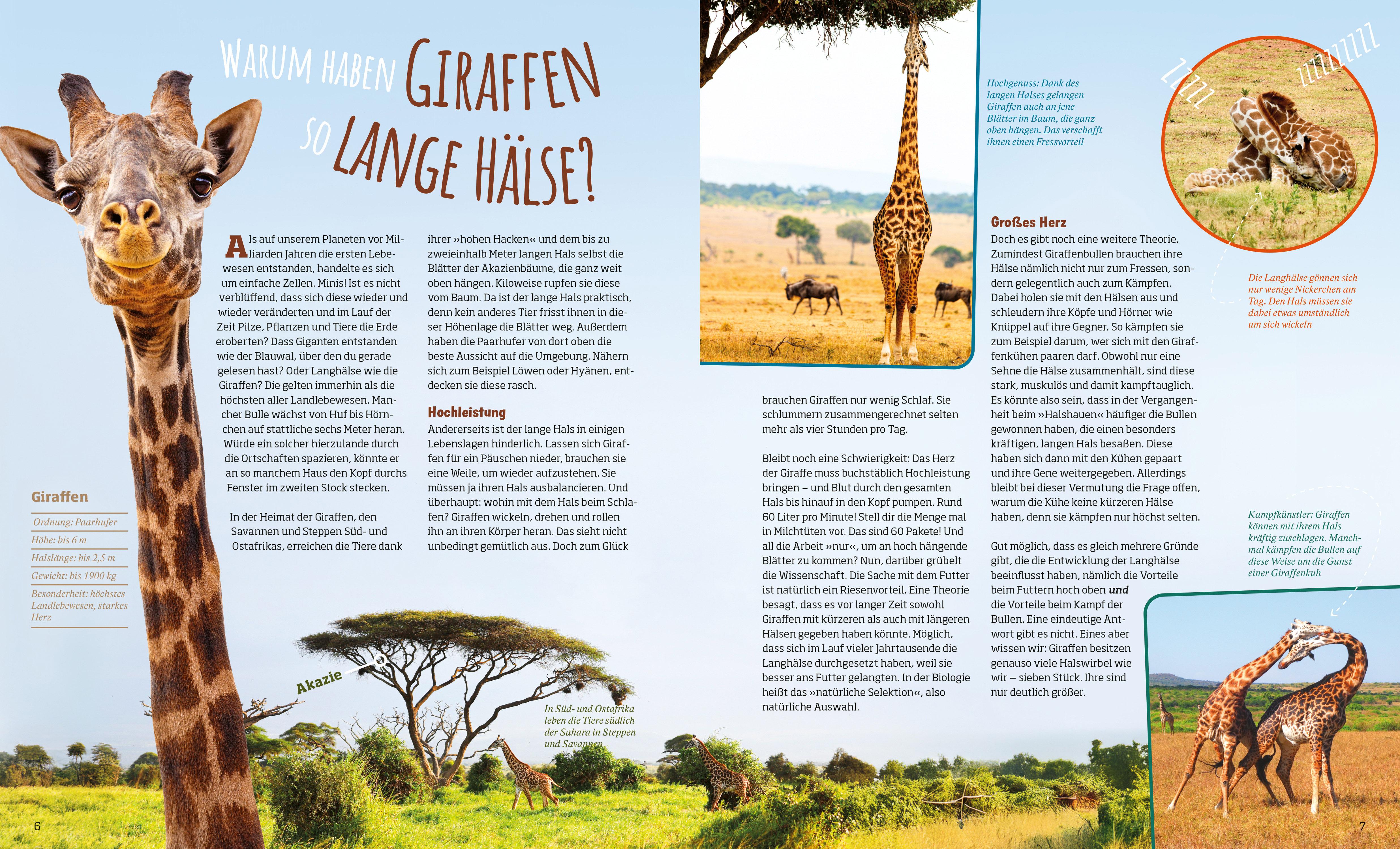 Beispielinhalt (Bild) Das große WAS IST WAS Antwortbuch Tierwelt