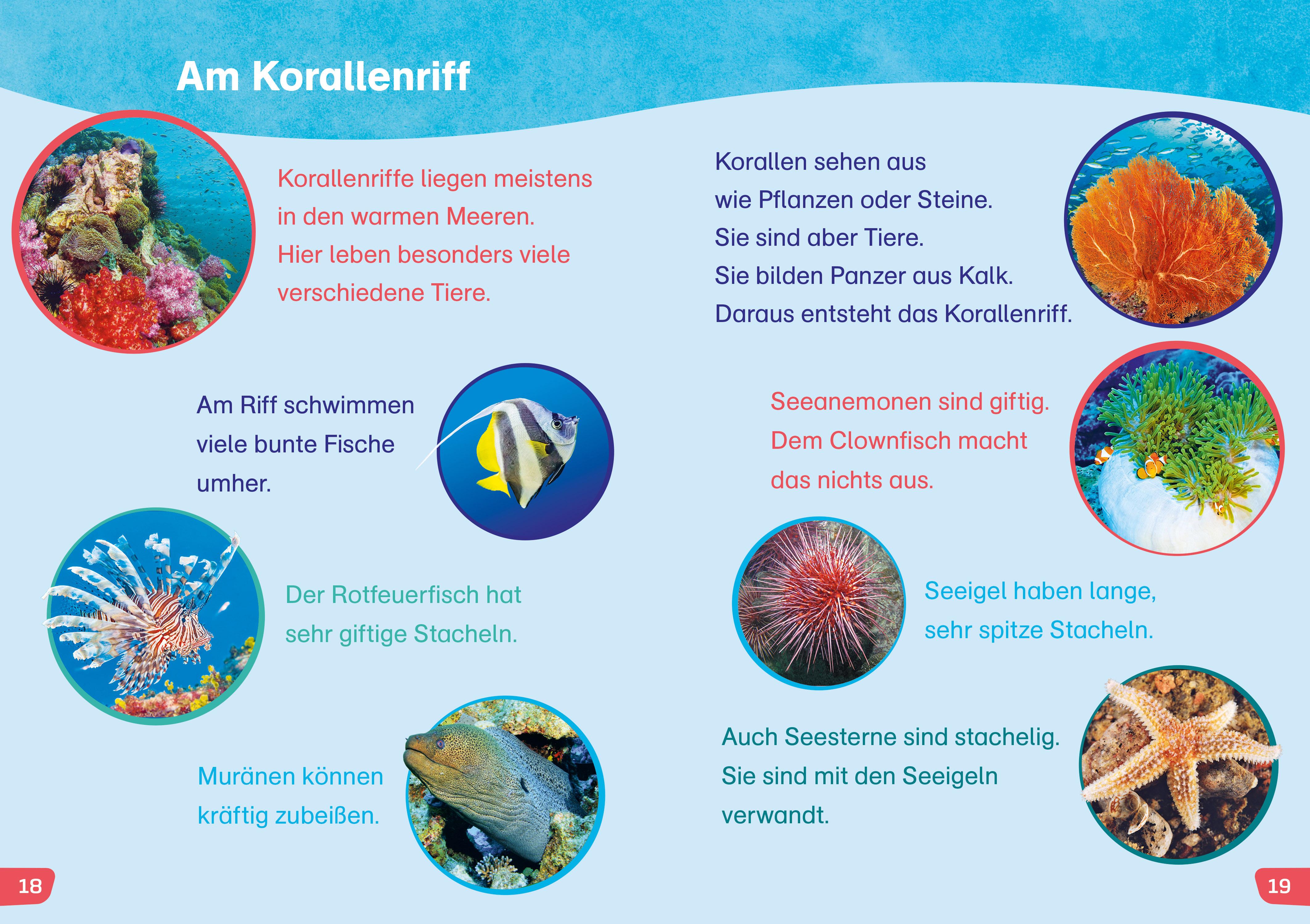 Beispielinhalt (Bild) WAS IST WAS Erstes Lesen easy! Tiere im Meer