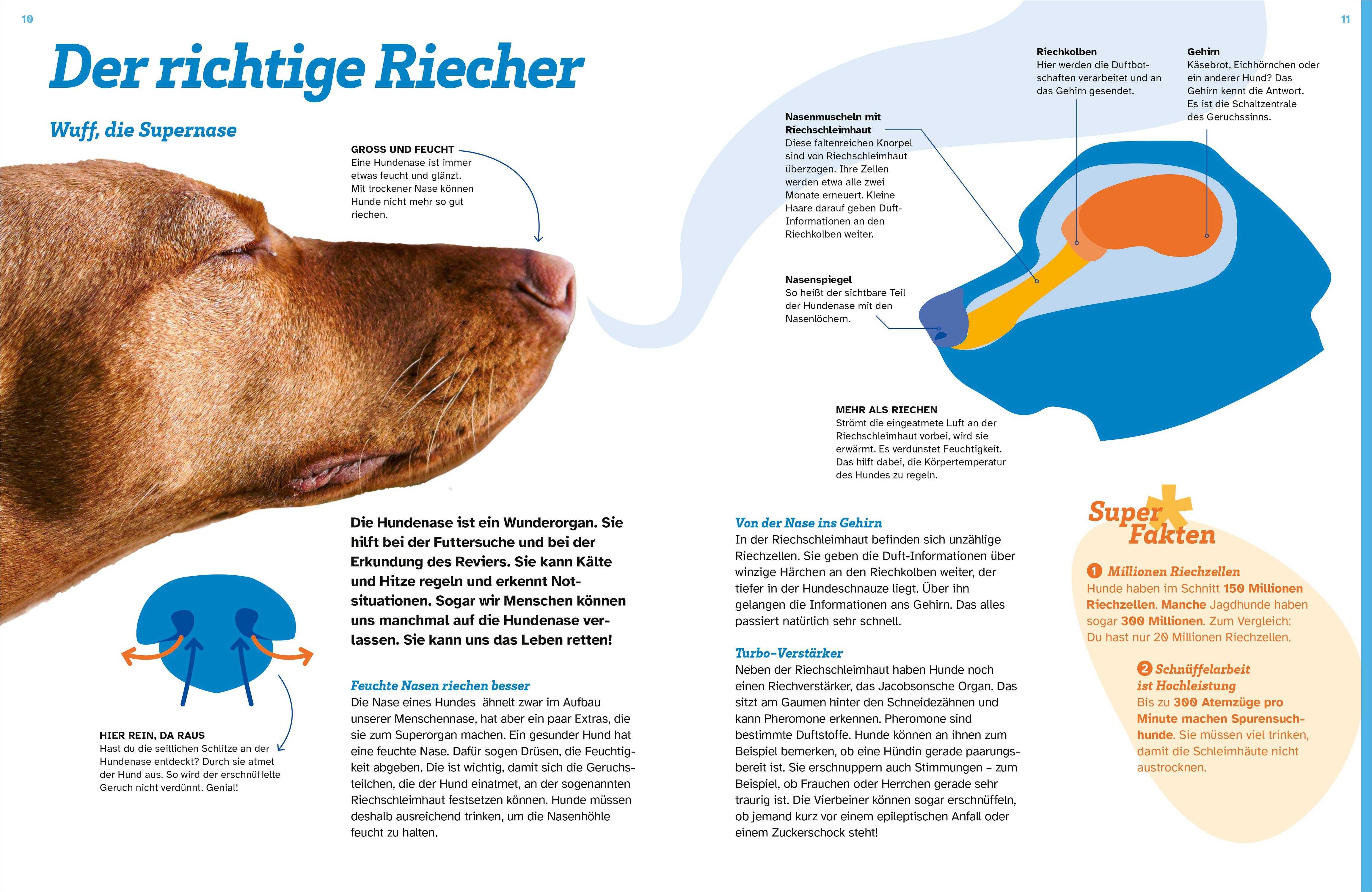 Beispielinhalt (Bild) WAS IST WAS Hunde. Auf die Pfoten, fertig, los!