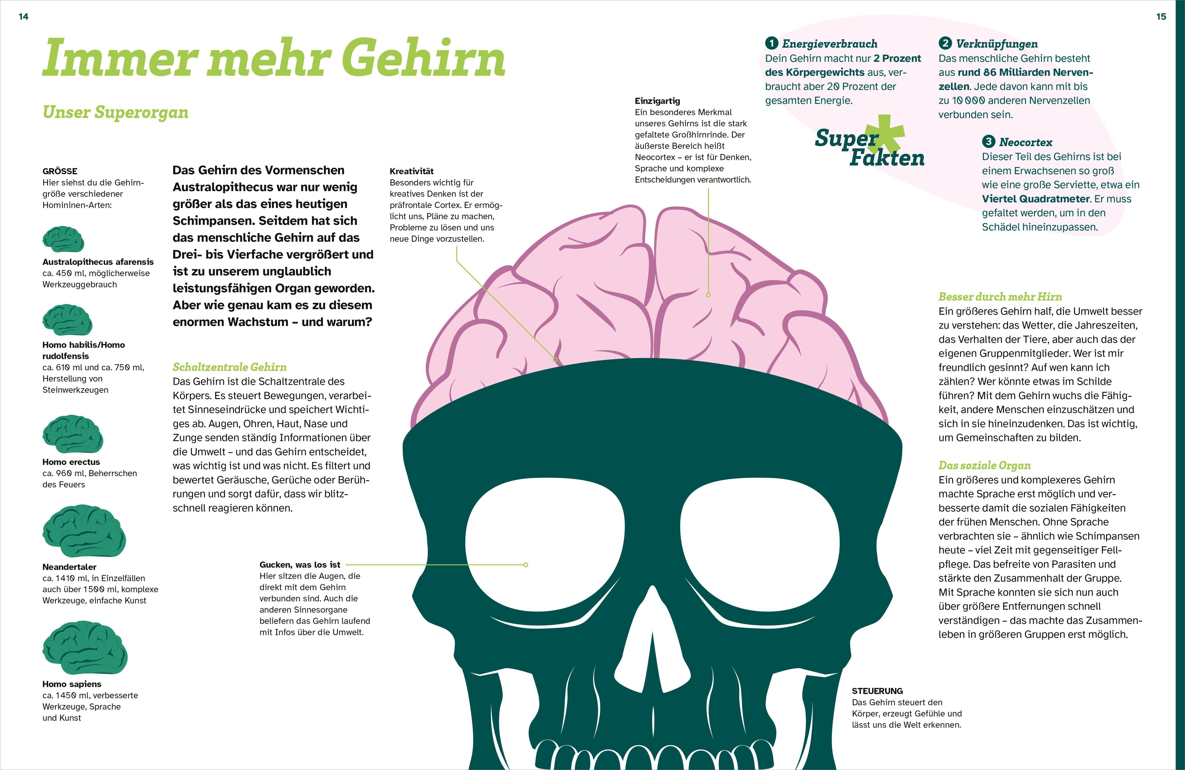 Beispielinhalt (Bild) WAS IST WAS Der Mensch. Von der Steinzeit bis zu dir