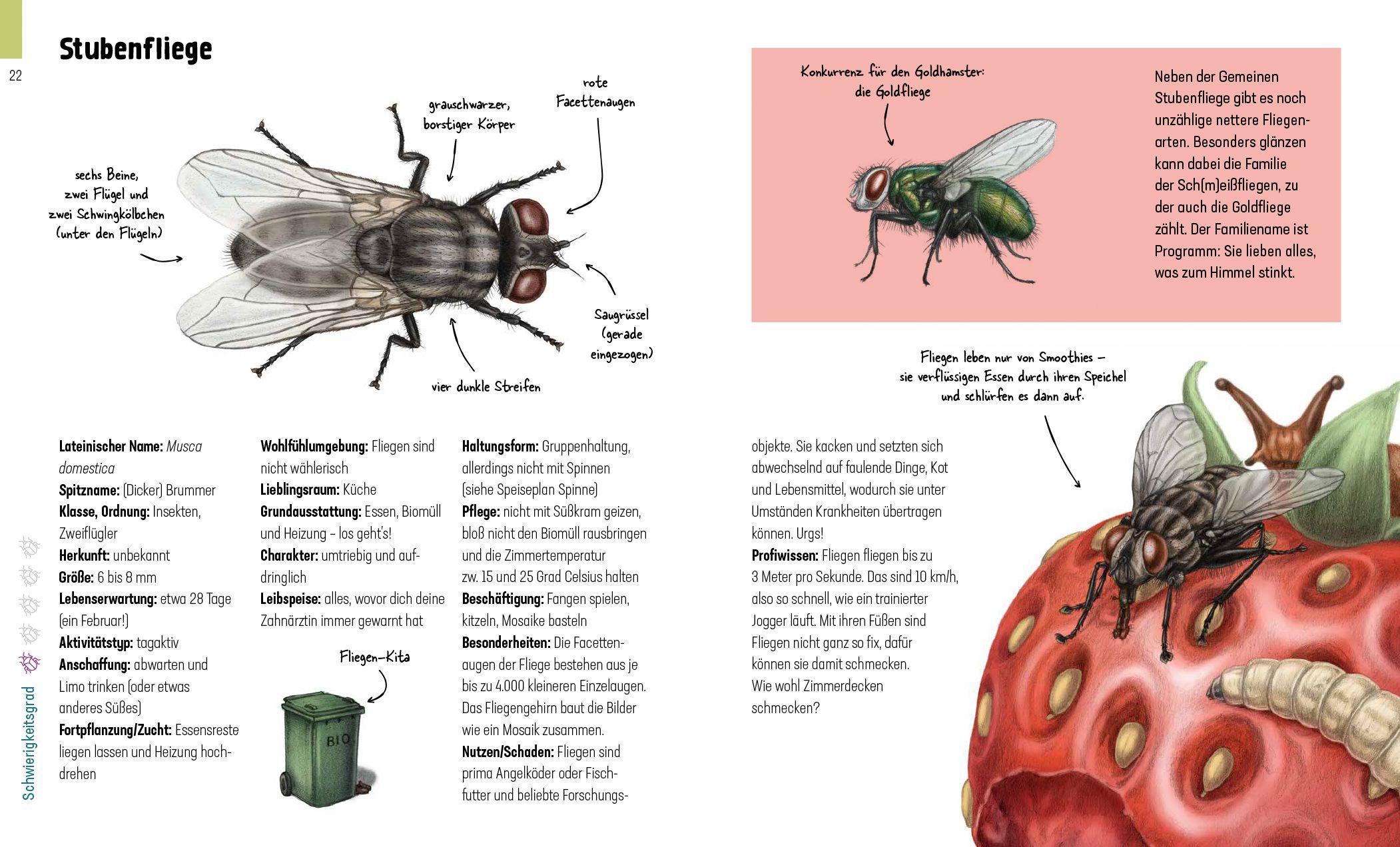 Beispielinhalt (Bild) Hui, Spinne! Haustierchen halten für Anfänger