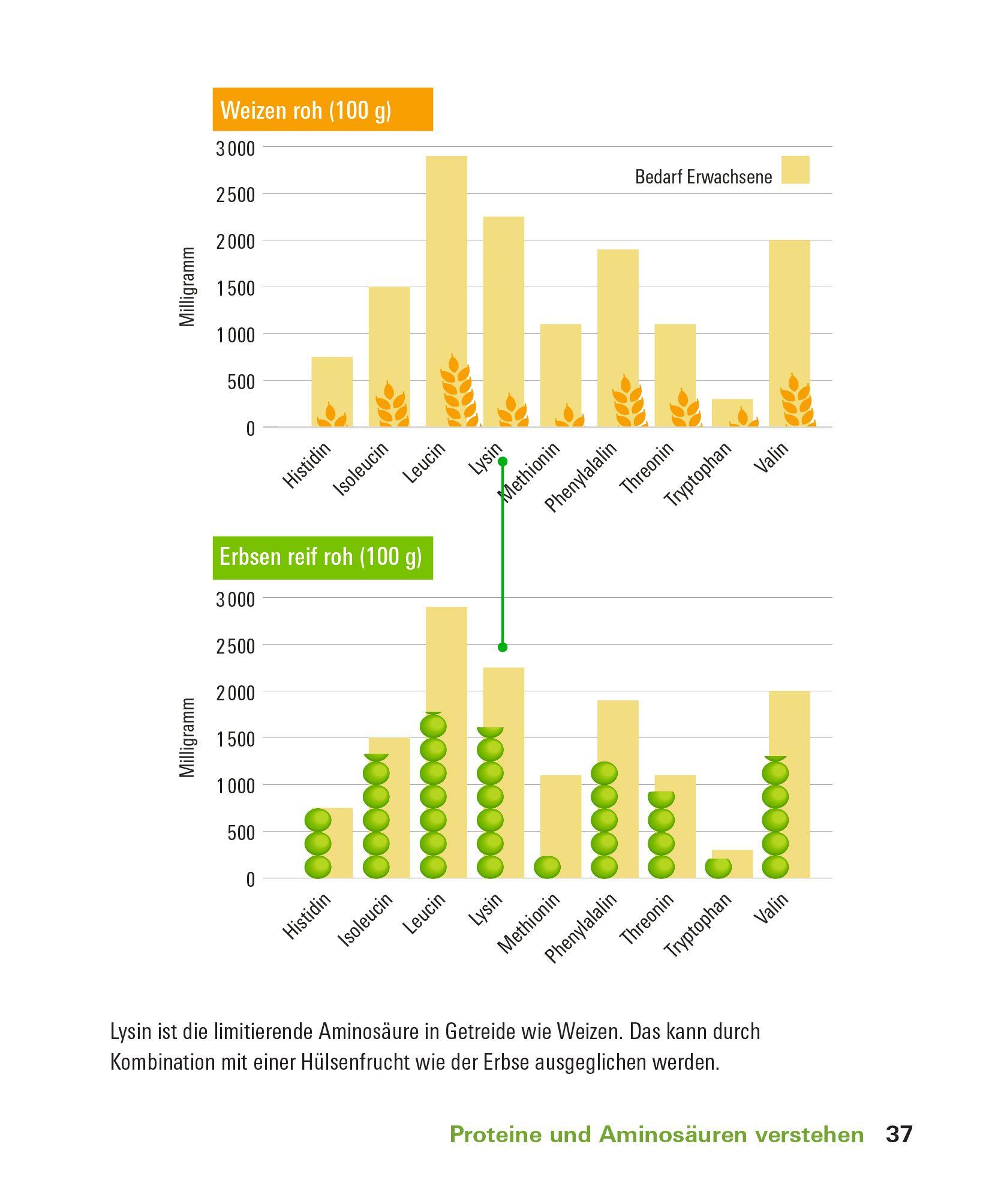 Beispielinhalt (Bild) Proteine und Aminosäuren