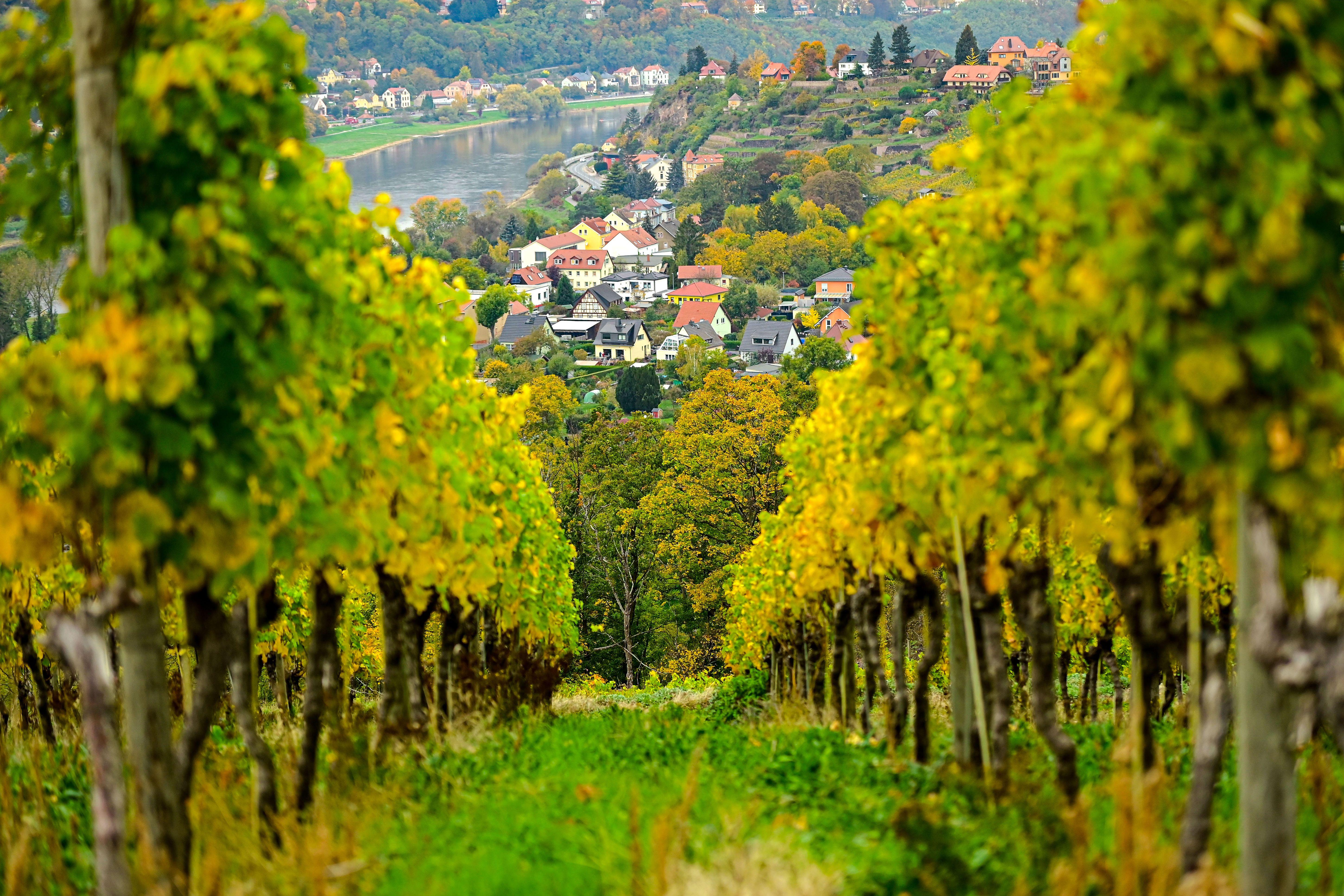 Beispielinhalt (Bild) Sächsisches Allerlei