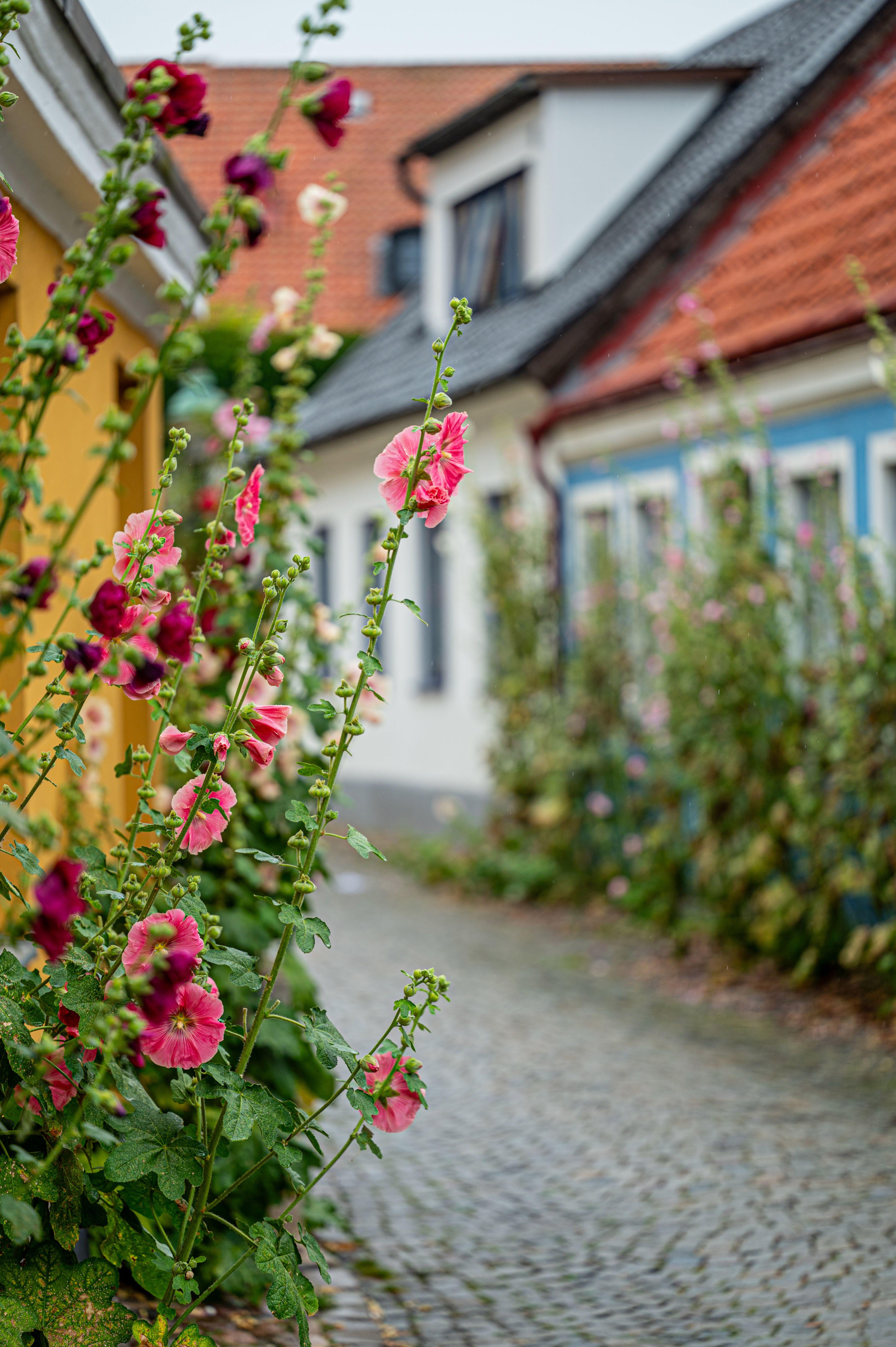 Beispielinhalt (Bild) Skåne