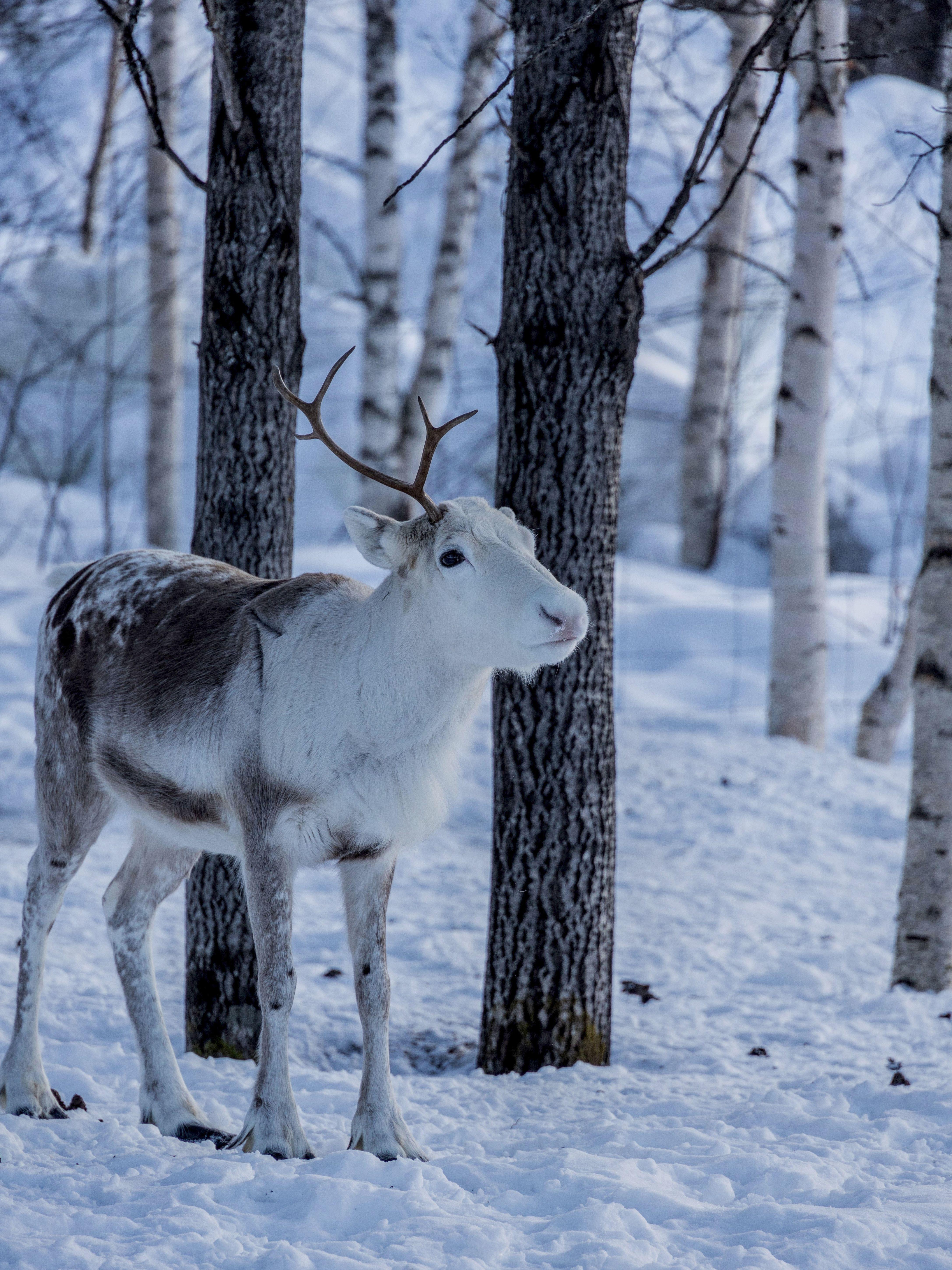 Beispielinhalt (Bild) Weihnachtszeit in Lappland