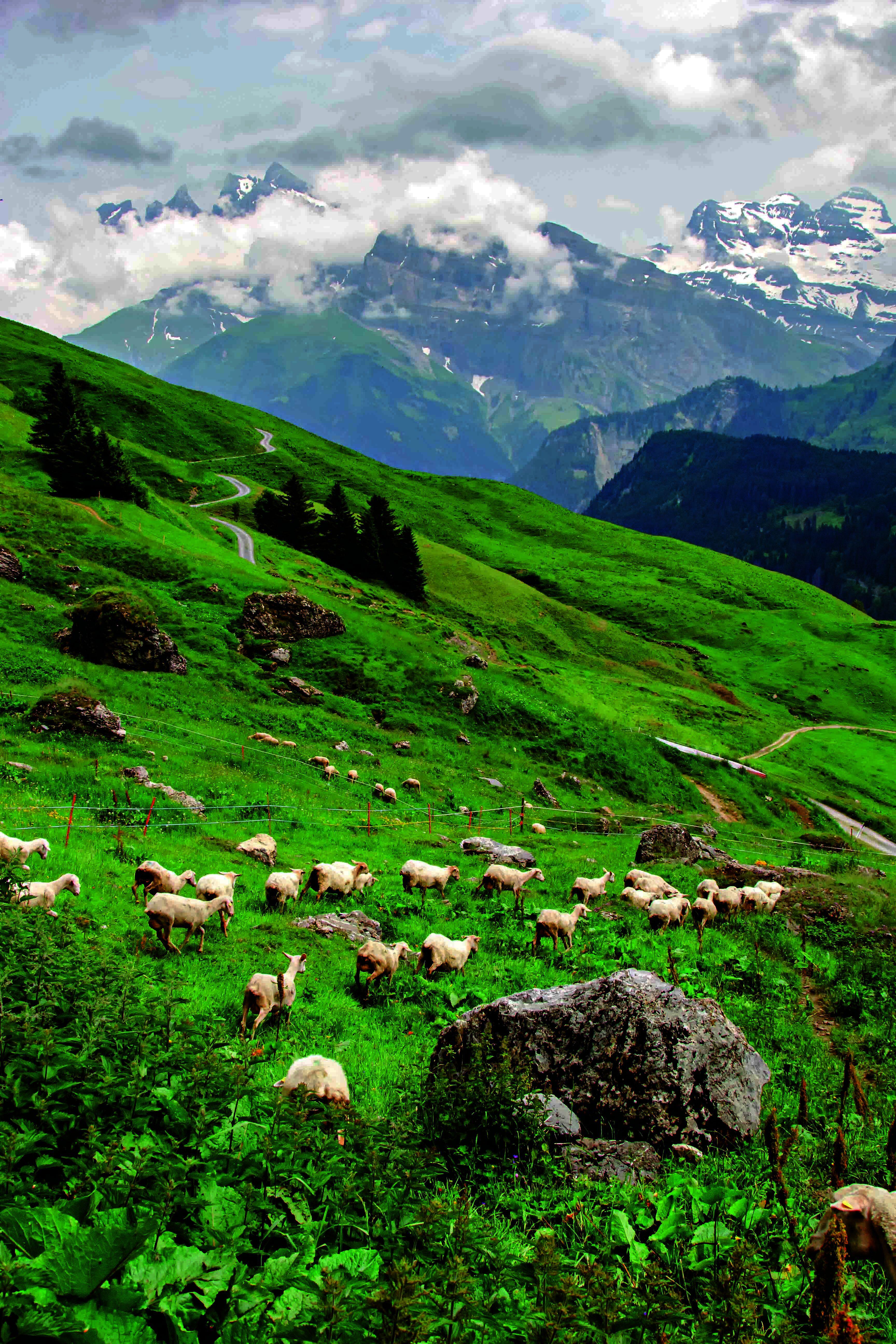 Beispielinhalt (Bild) Fromage