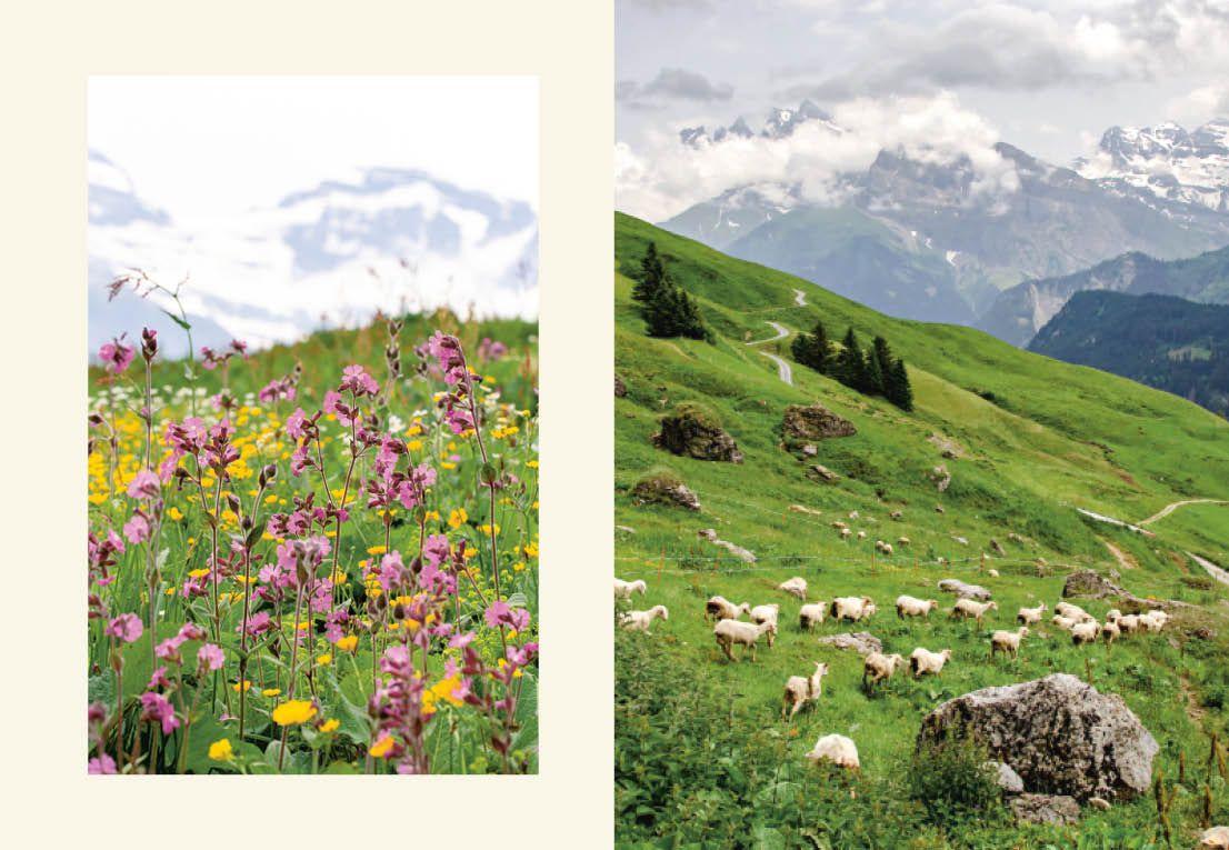 Beispielinhalt (Bild) Fromage