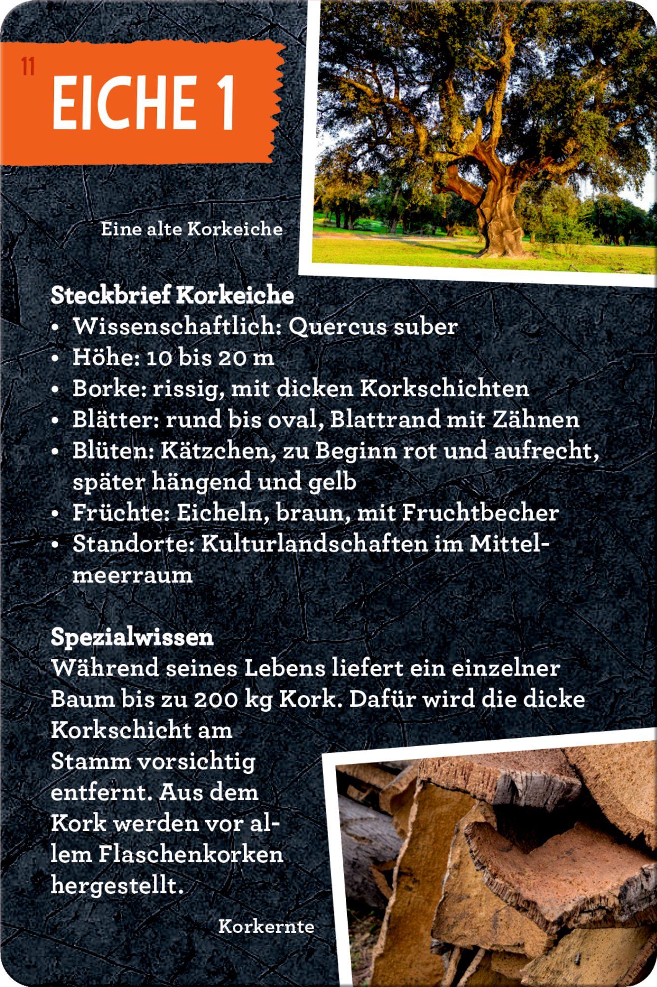 Beispielinhalt (Bild) 50 Bäume kennen & erleben