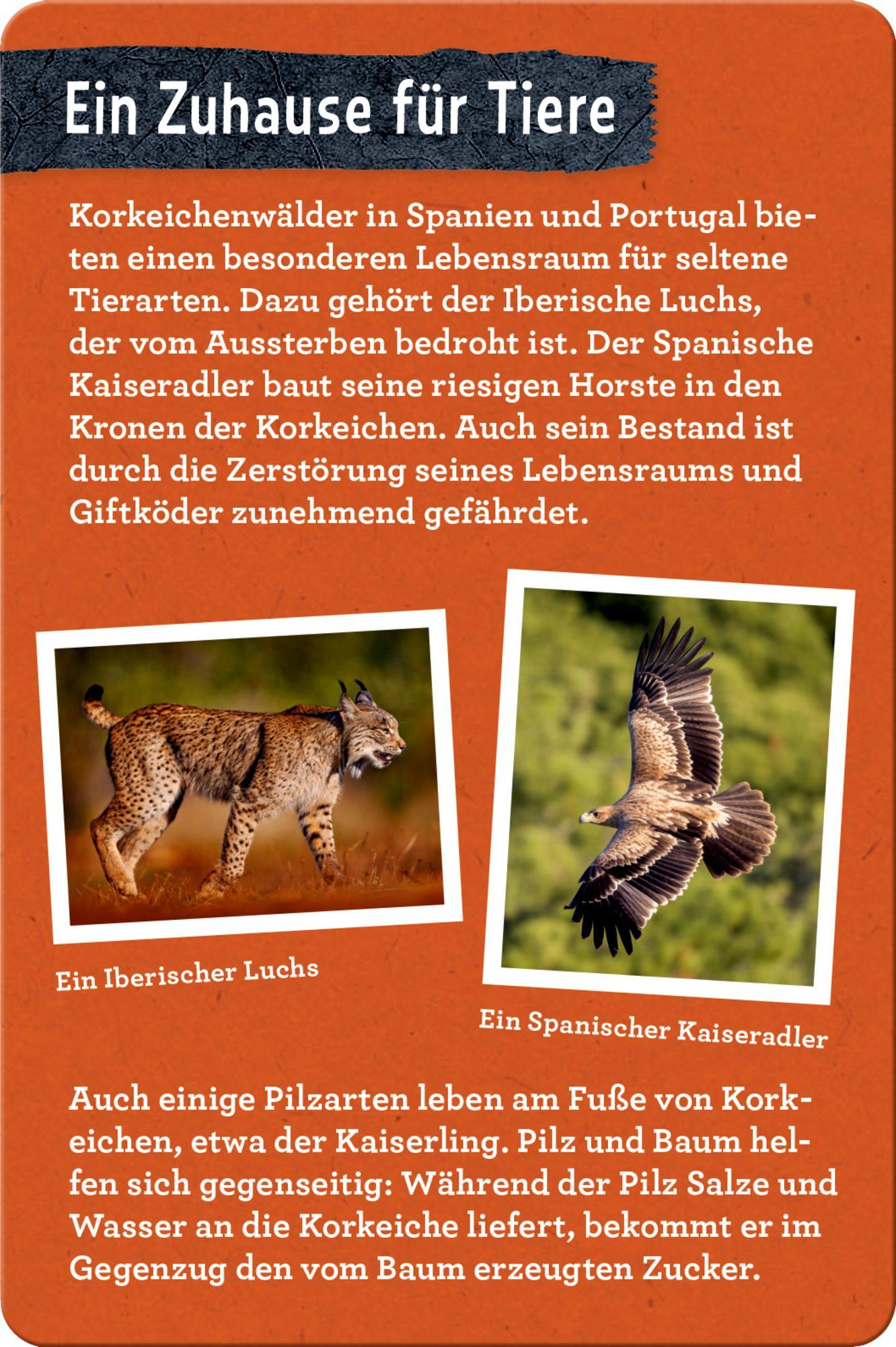 Beispielinhalt (Bild) 50 Bäume kennen & erleben