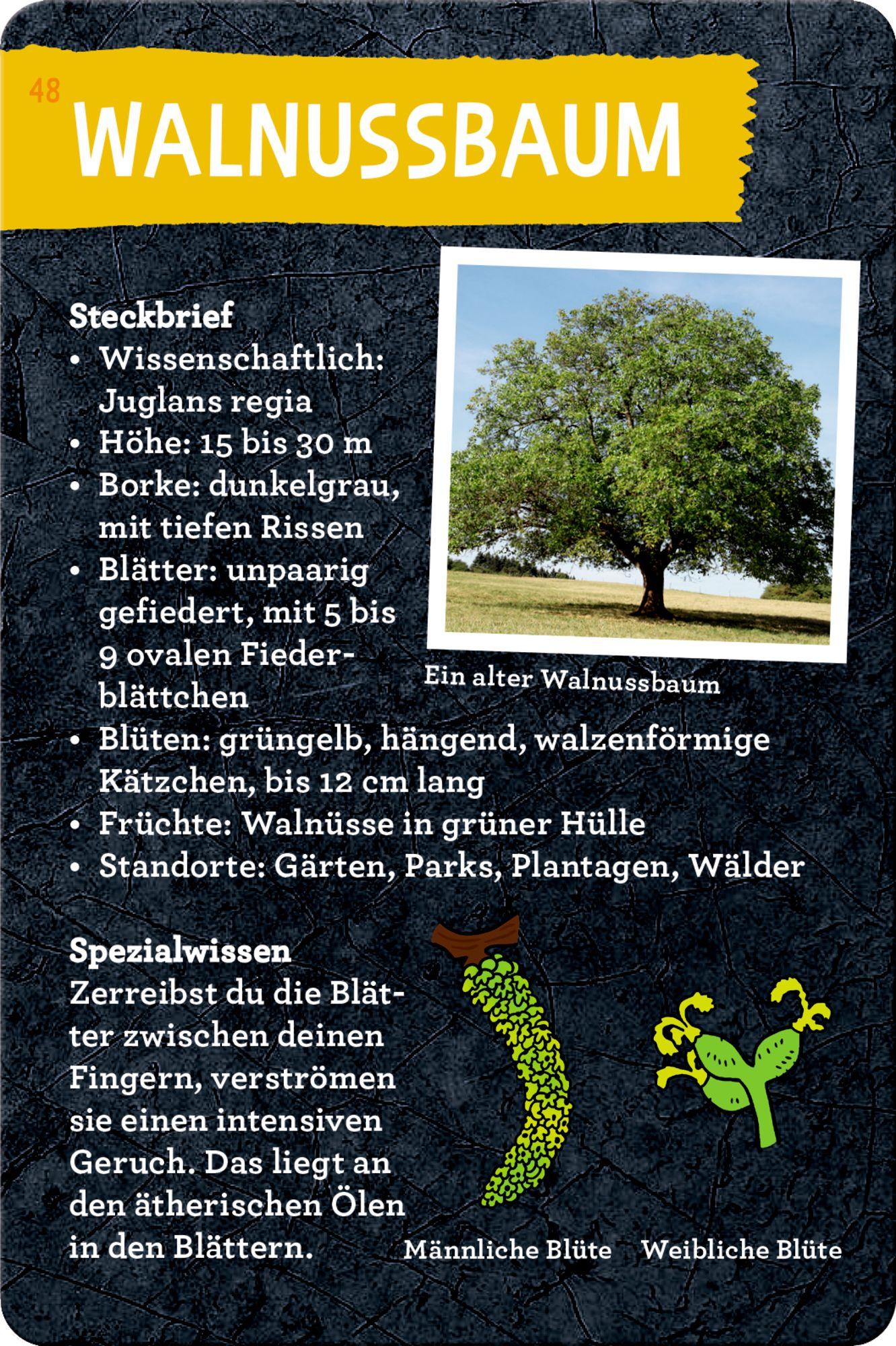 Beispielinhalt (Bild) 50 Bäume kennen & erleben