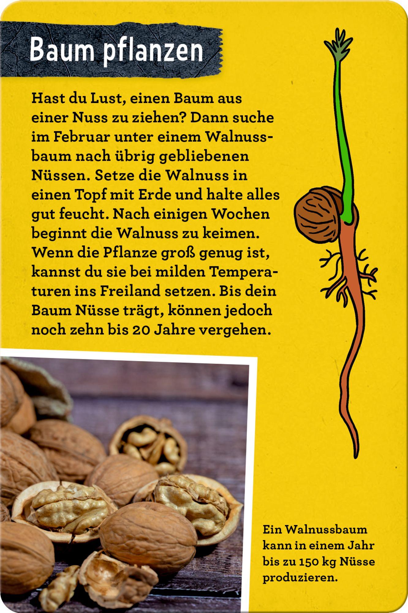 Beispielinhalt (Bild) 50 Bäume kennen & erleben