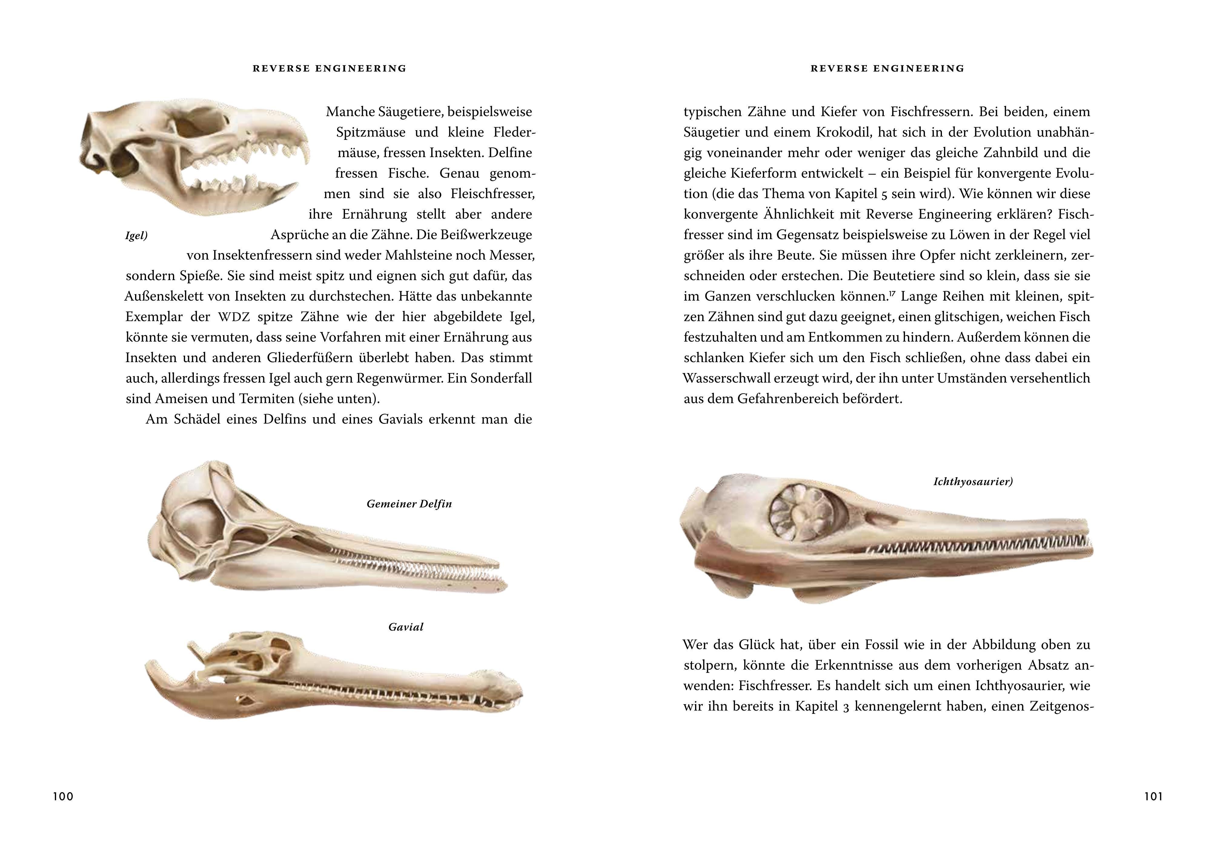 Beispielinhalt (Bild) Das große Buch der Evolution