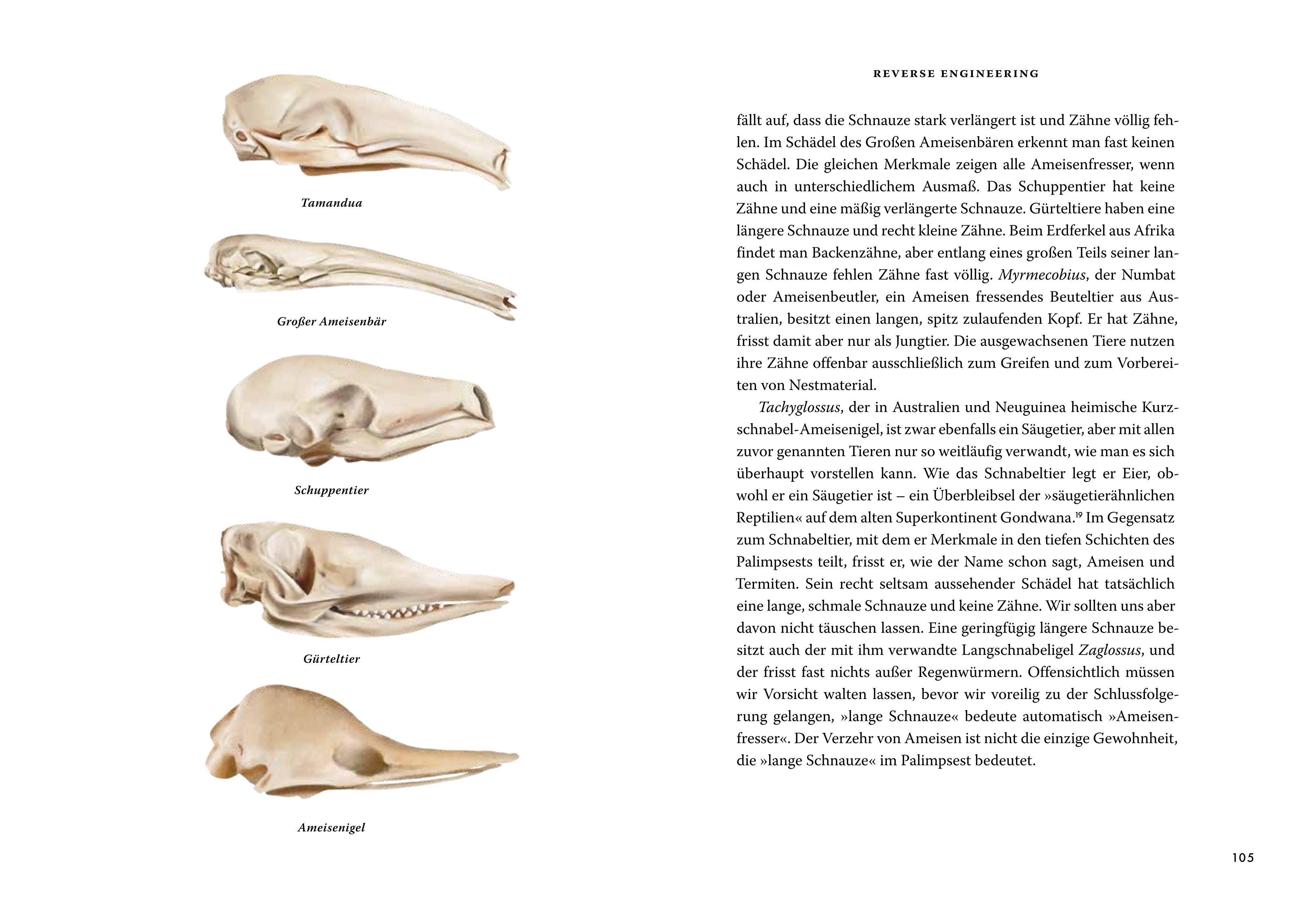 Beispielinhalt (Bild) Das große Buch der Evolution