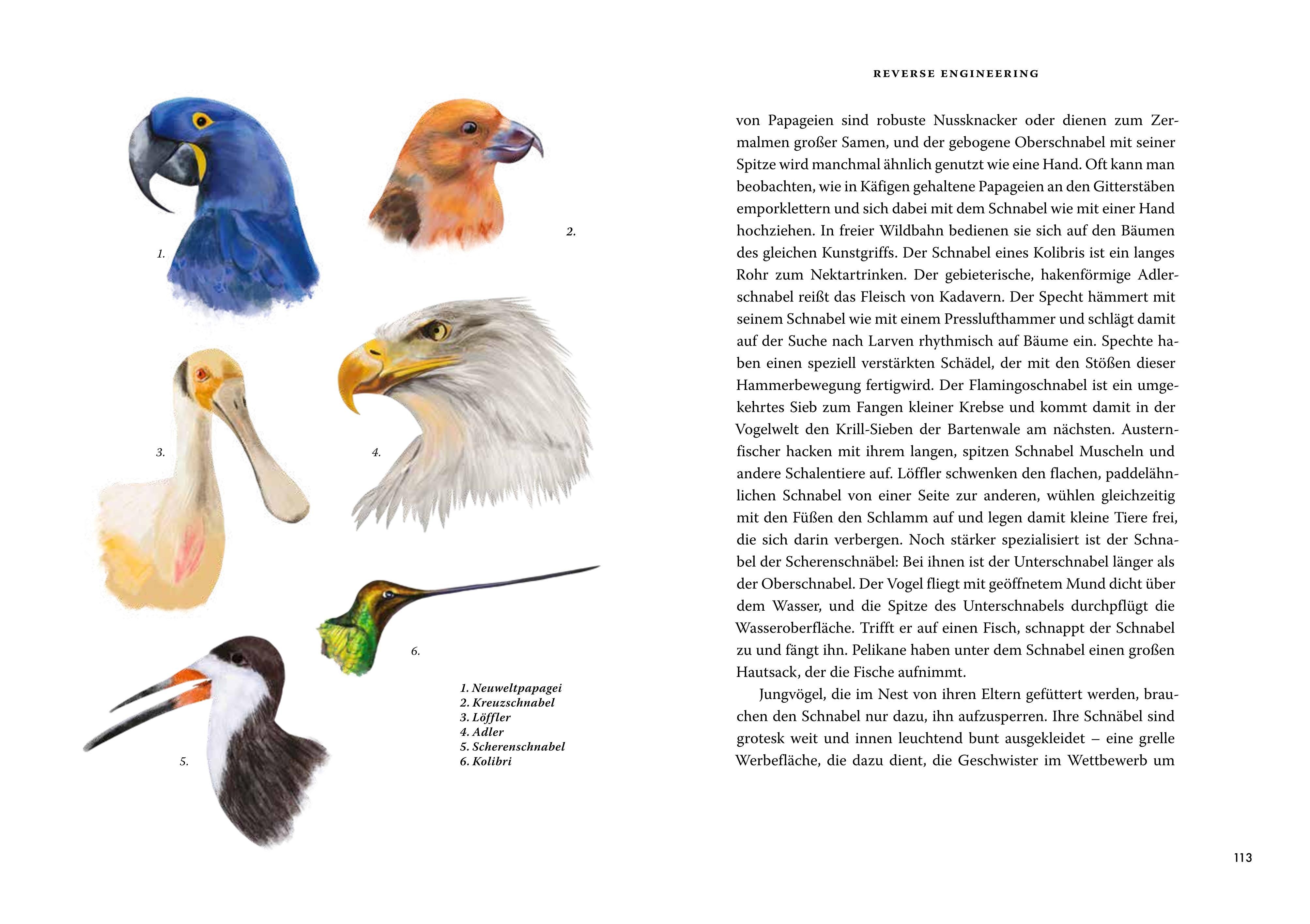 Beispielinhalt (Bild) Das große Buch der Evolution