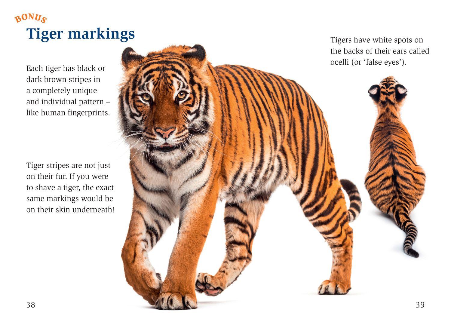 Beispielinhalt (Bild) The Boy and the Tiger