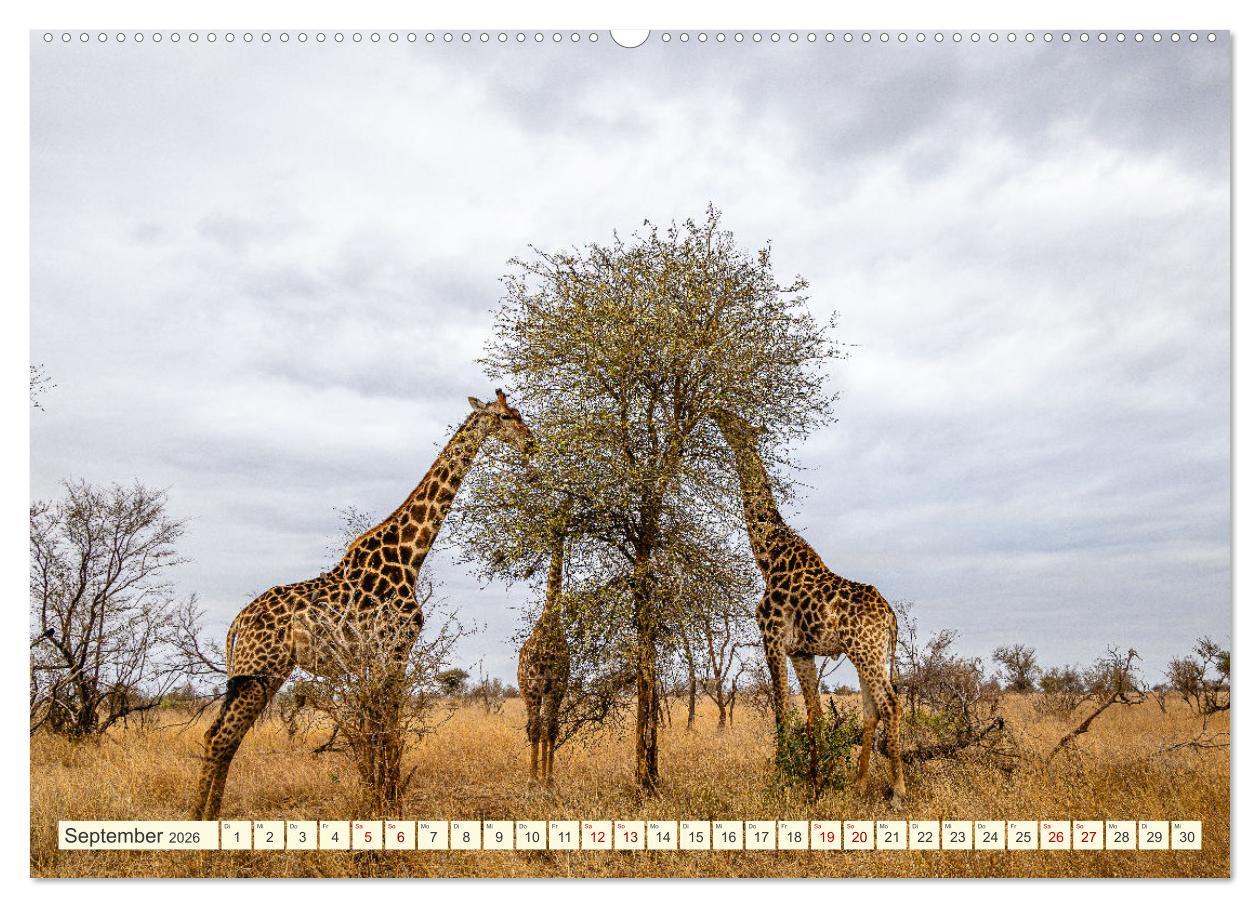 Beispielinhalt (Bild) Südafrika - Die Welt in einem Land (hochwertiger Premium Wandkalender 2026 DIN A2 quer), Kunstdruck in Hochglanz