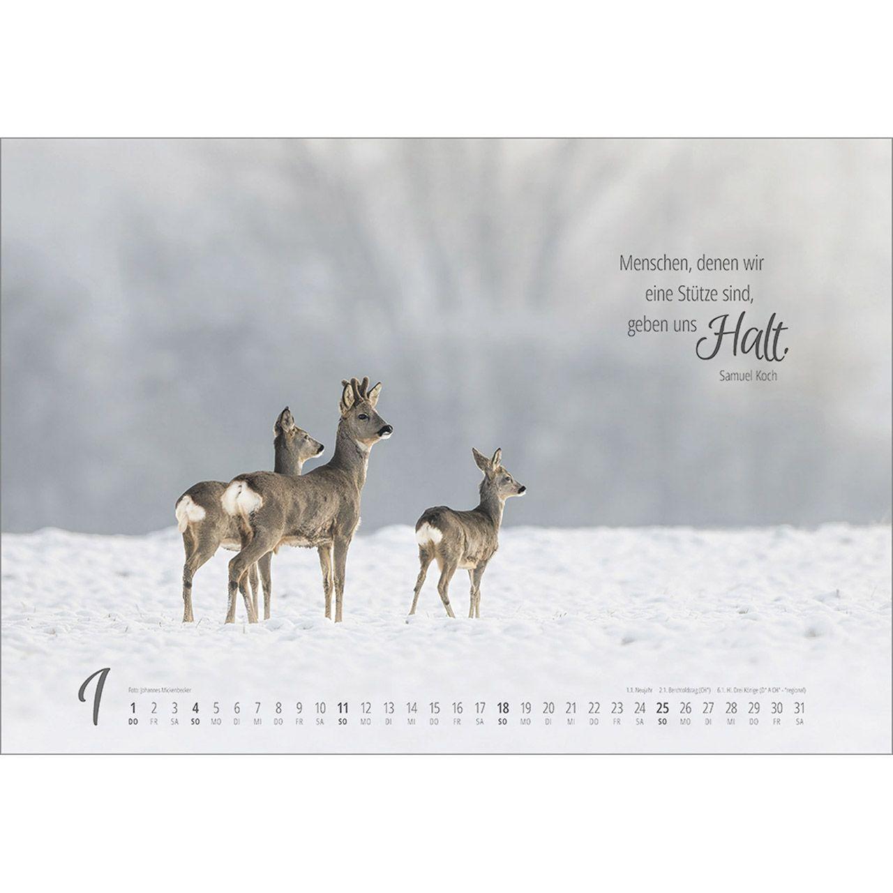 Beispielinhalt (Bild) Real Wildlife 2026