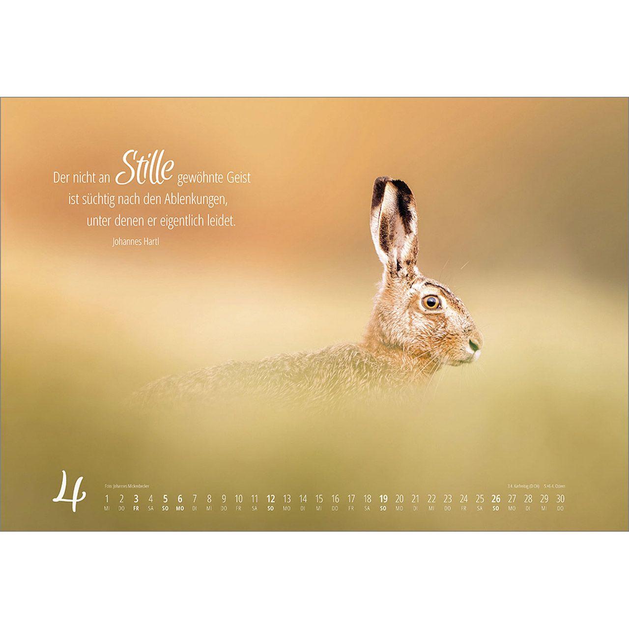 Beispielinhalt (Bild) Real Wildlife 2026