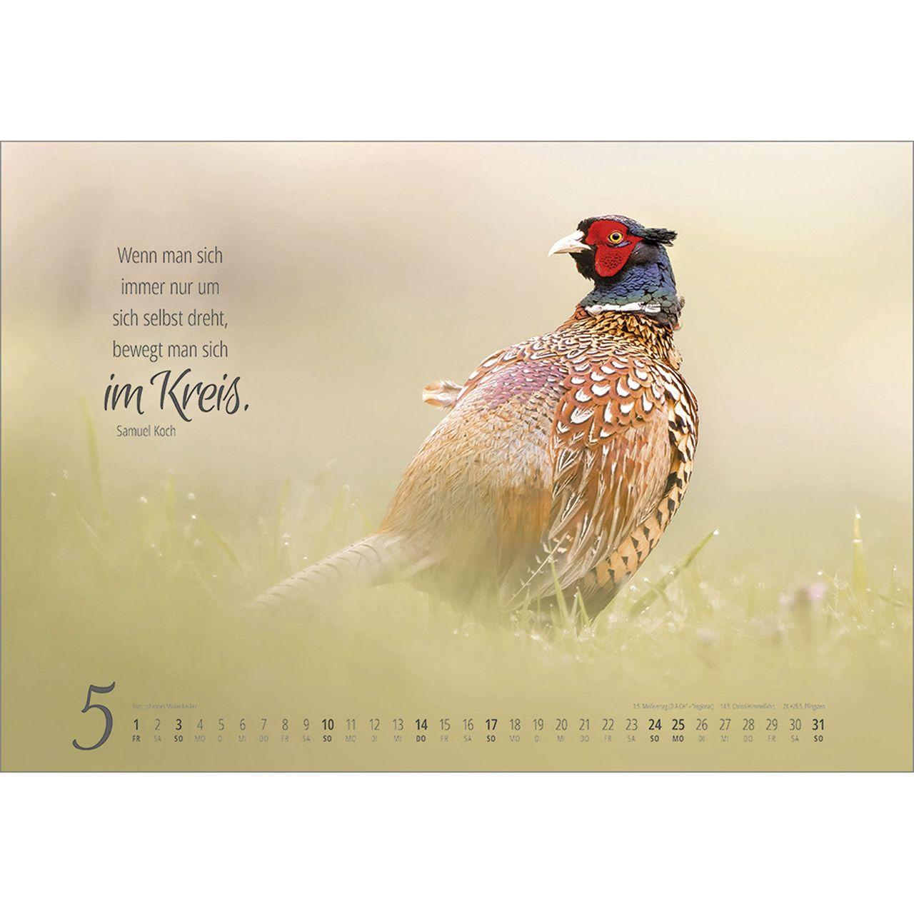 Beispielinhalt (Bild) Real Wildlife 2026