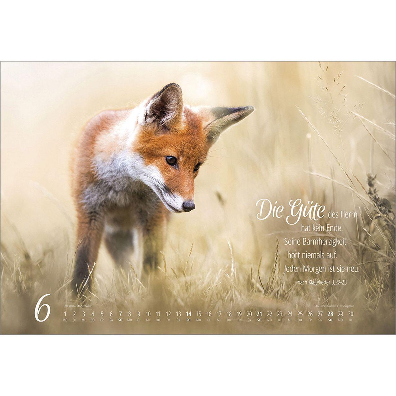 Beispielinhalt (Bild) Real Wildlife 2026