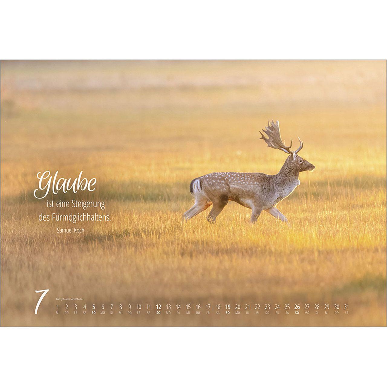 Beispielinhalt (Bild) Real Wildlife 2026