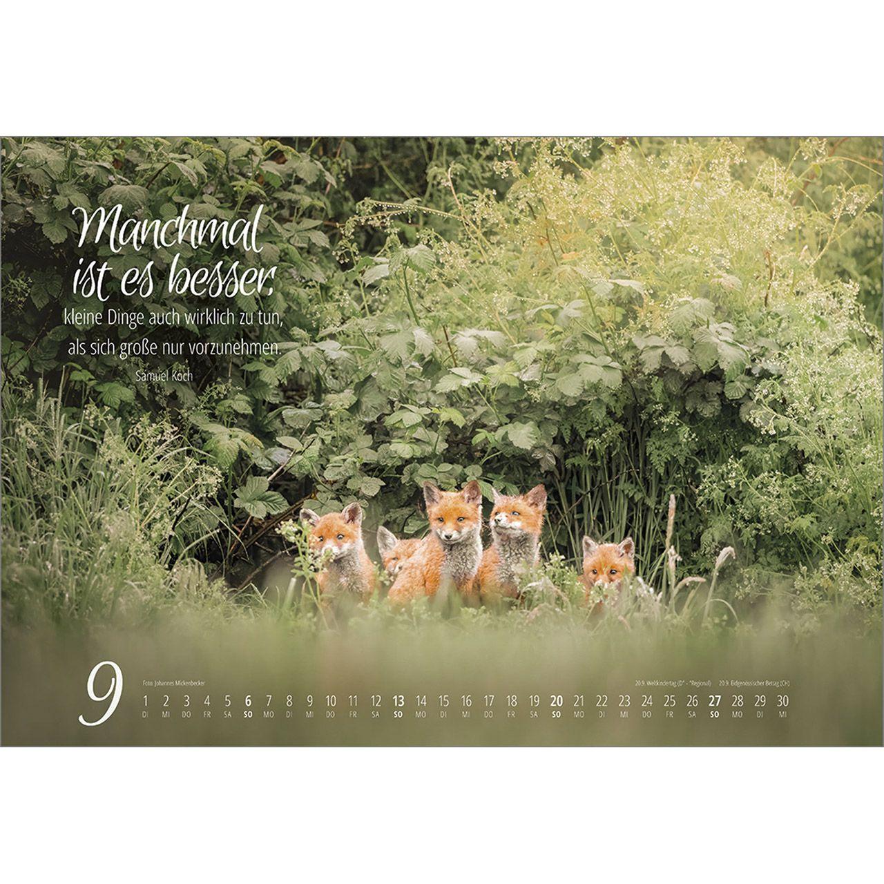 Beispielinhalt (Bild) Real Wildlife 2026