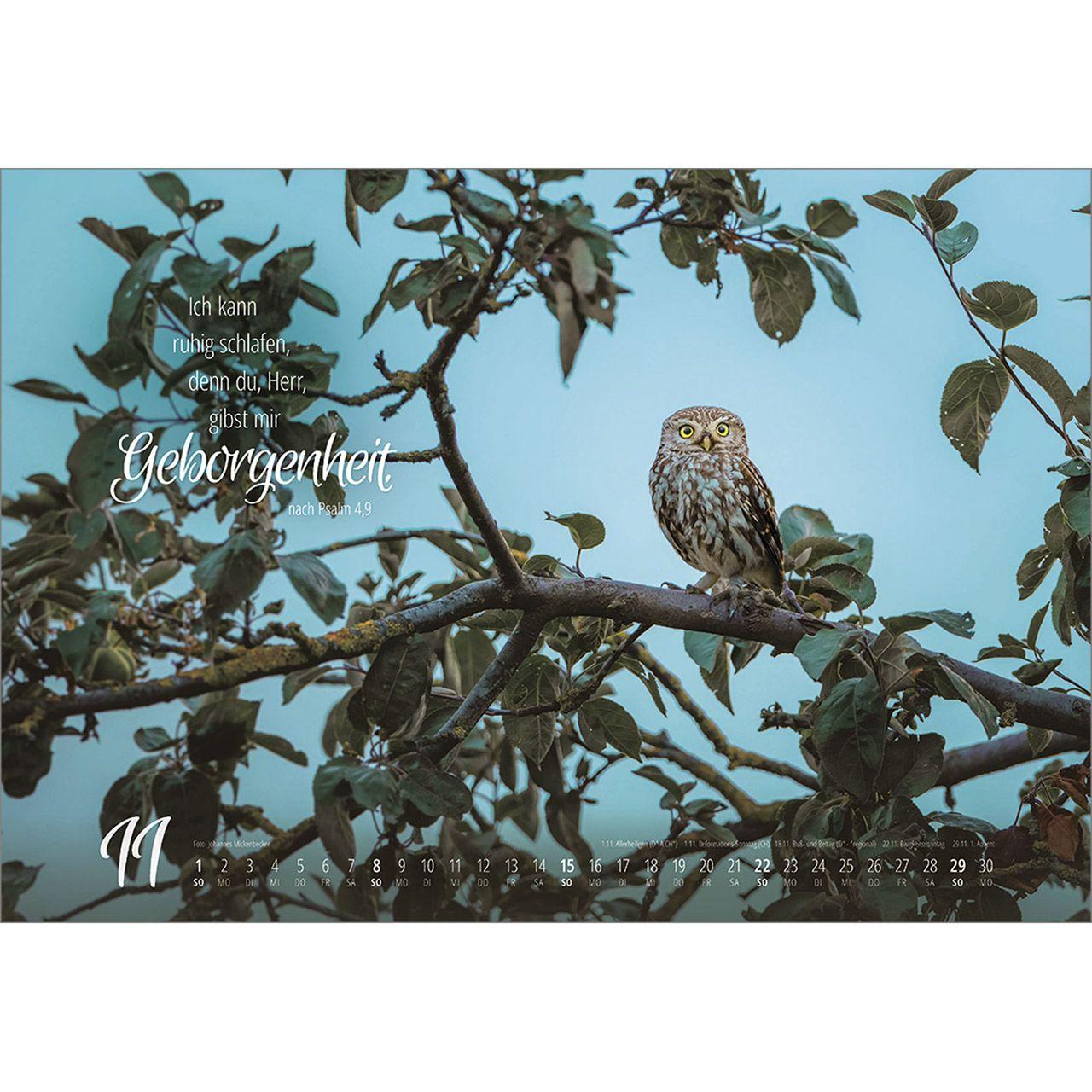 Beispielinhalt (Bild) Real Wildlife 2026