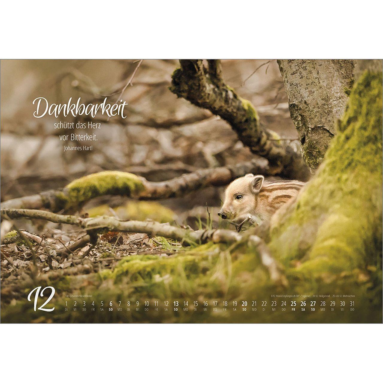 Beispielinhalt (Bild) Real Wildlife 2026