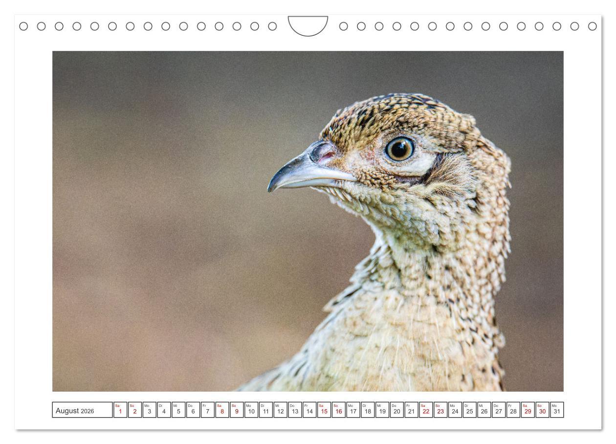 Beispielinhalt (Bild) Lolland - Harmonie von Mensch und Natur (Wandkalender 2026 DIN A4 quer), CALVENDO Monatskalender