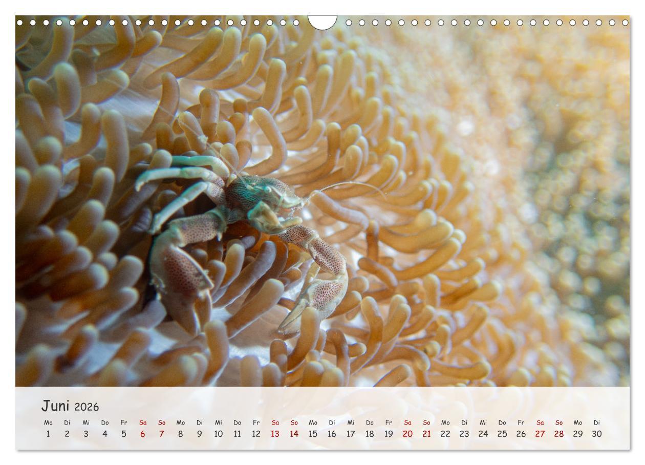 Beispielinhalt (Bild) Faszination Meer und Fische (Wandkalender 2026 DIN A3 quer), CALVENDO Monatskalender