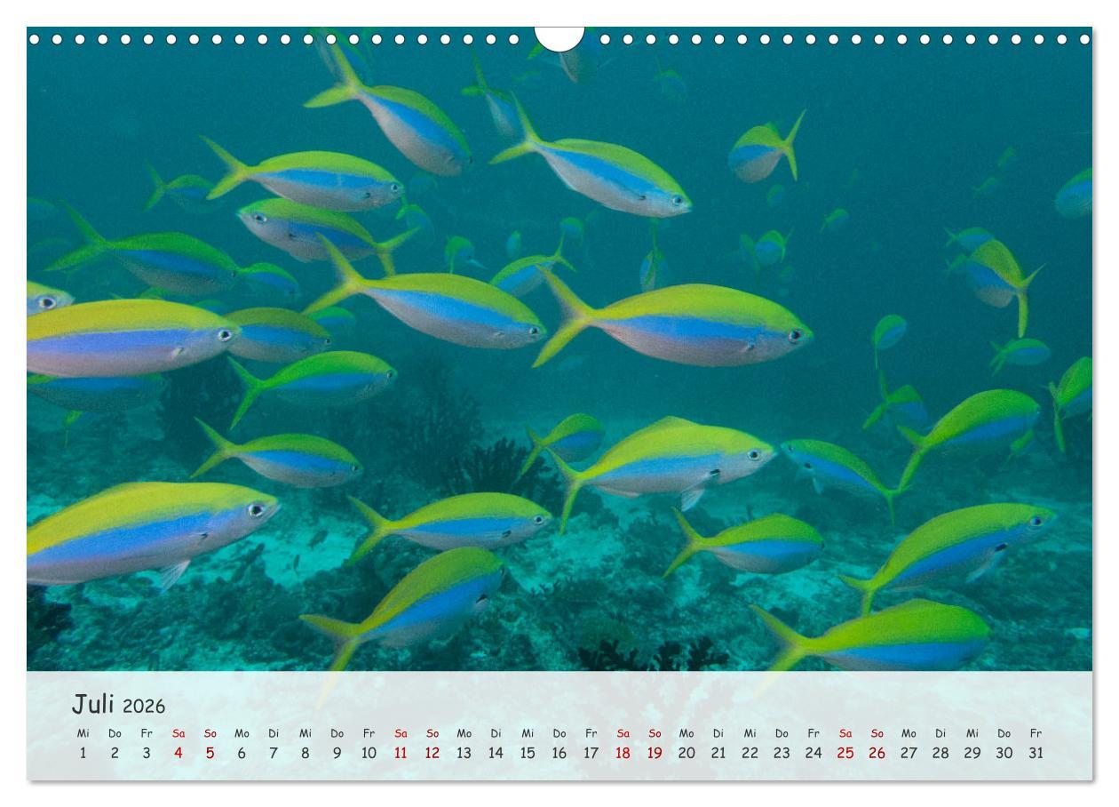 Beispielinhalt (Bild) Faszination Meer und Fische (Wandkalender 2026 DIN A3 quer), CALVENDO Monatskalender
