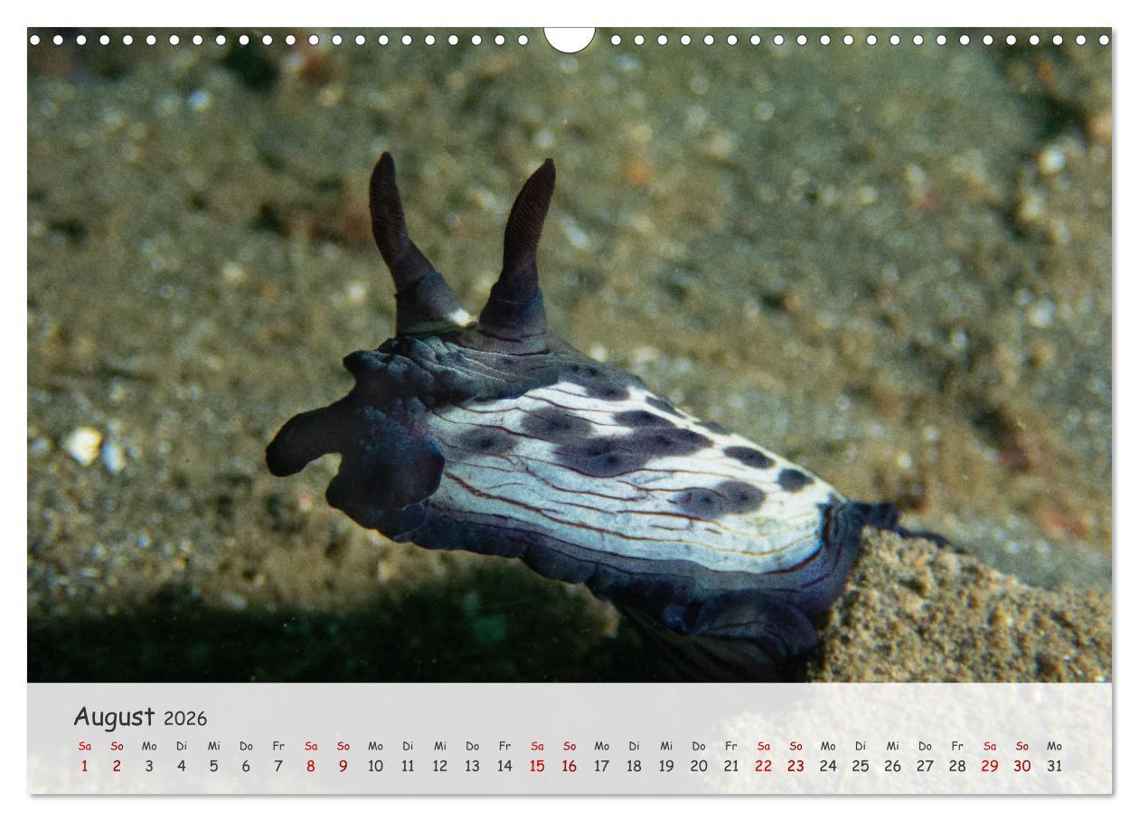 Beispielinhalt (Bild) Faszination Meer und Fische (Wandkalender 2026 DIN A3 quer), CALVENDO Monatskalender